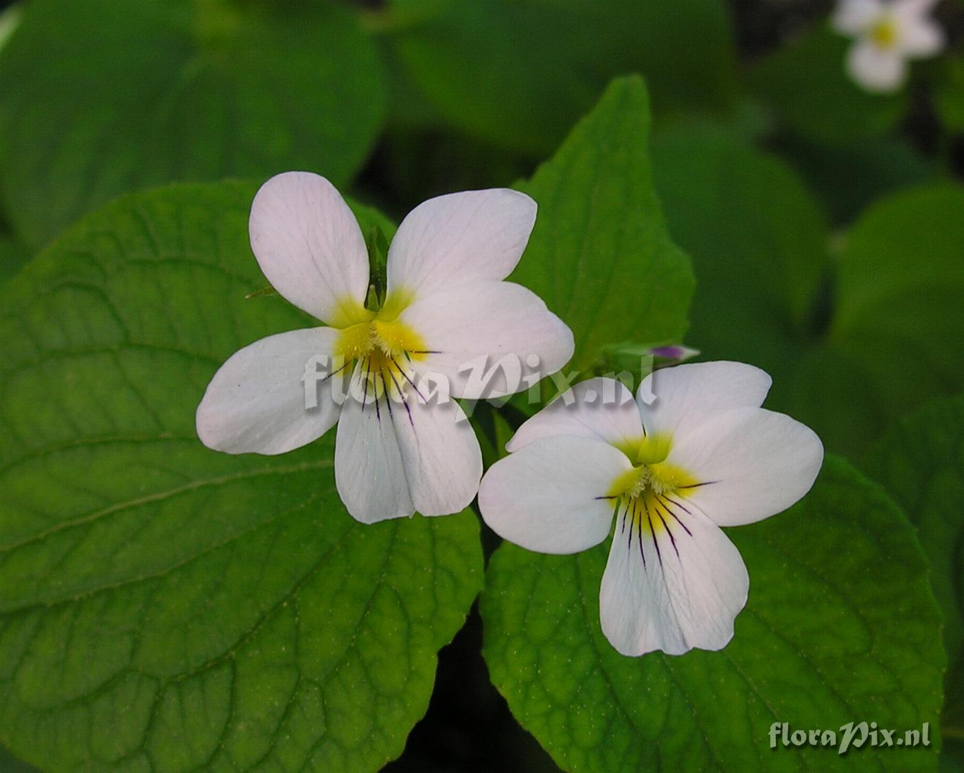 Viola canadensis