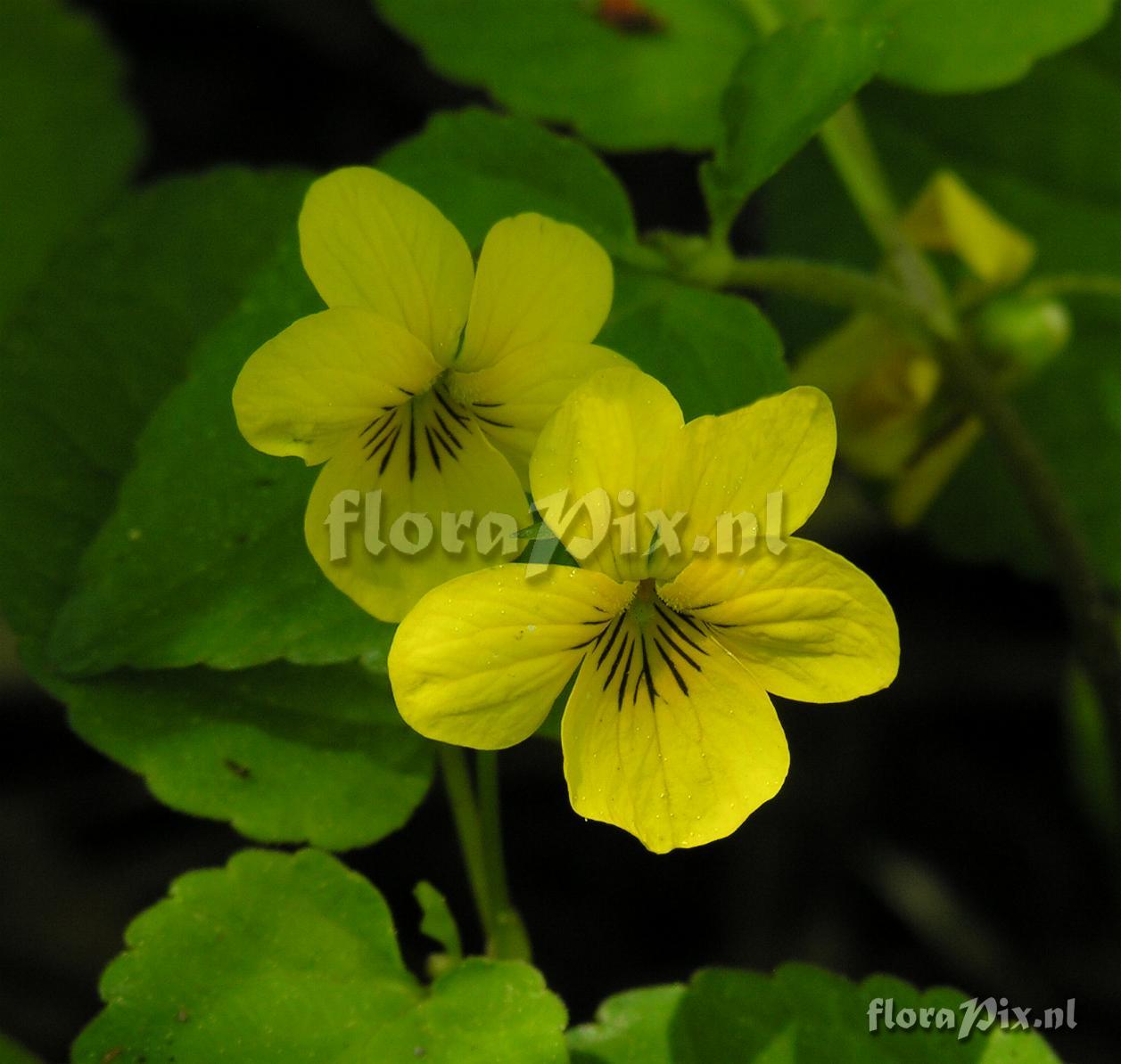 Viola glabella