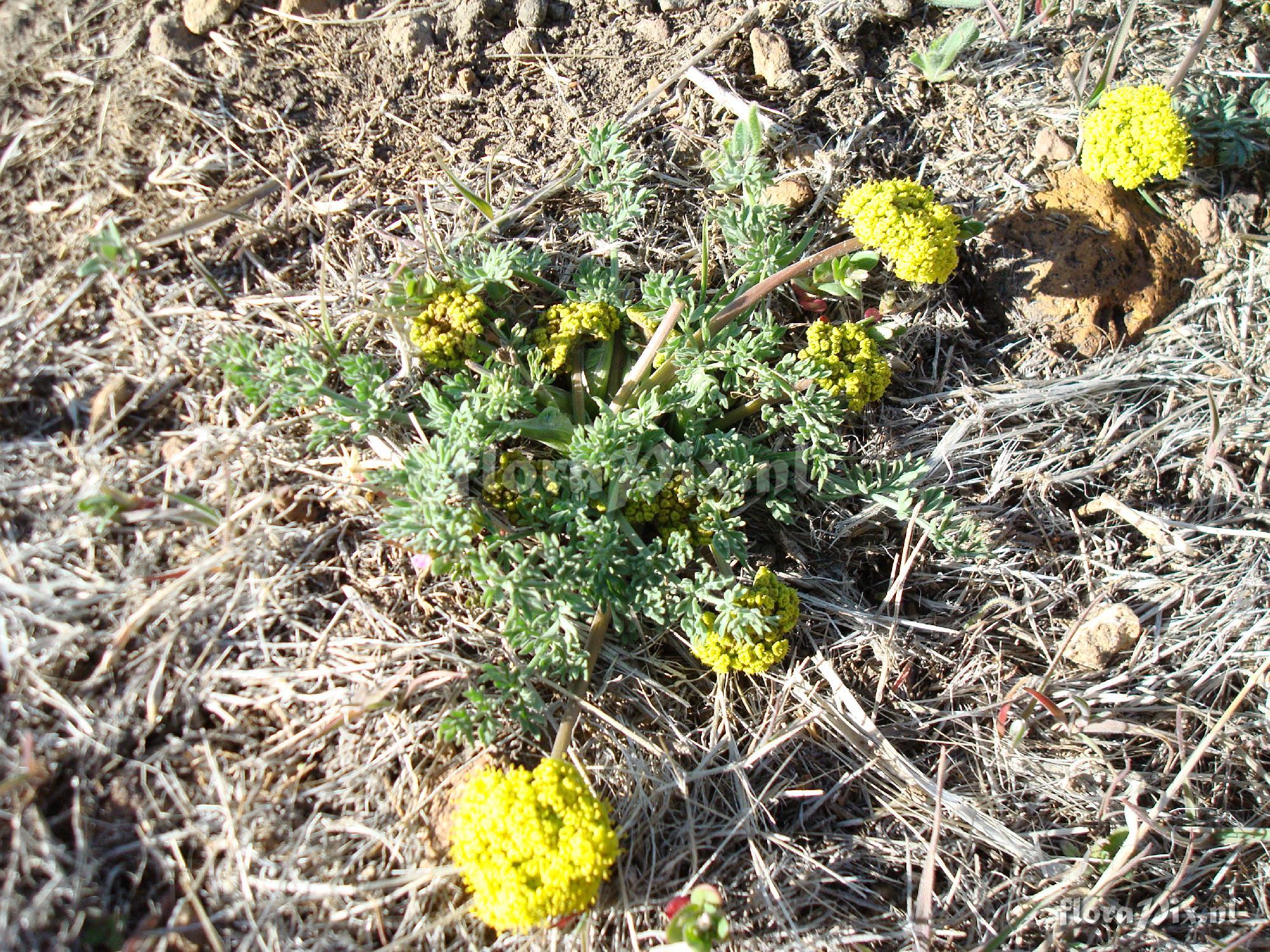 Lomatium foeniculaceum