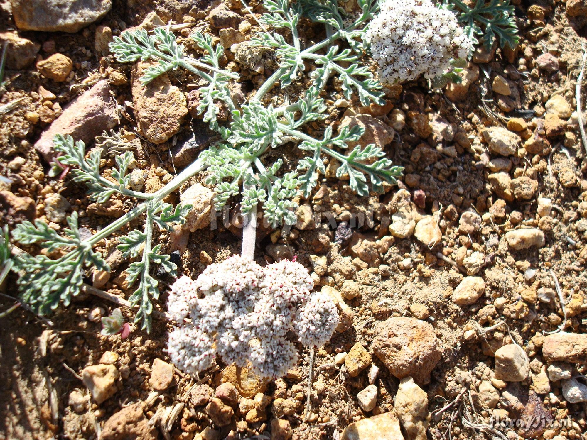 Lomatium nevadense