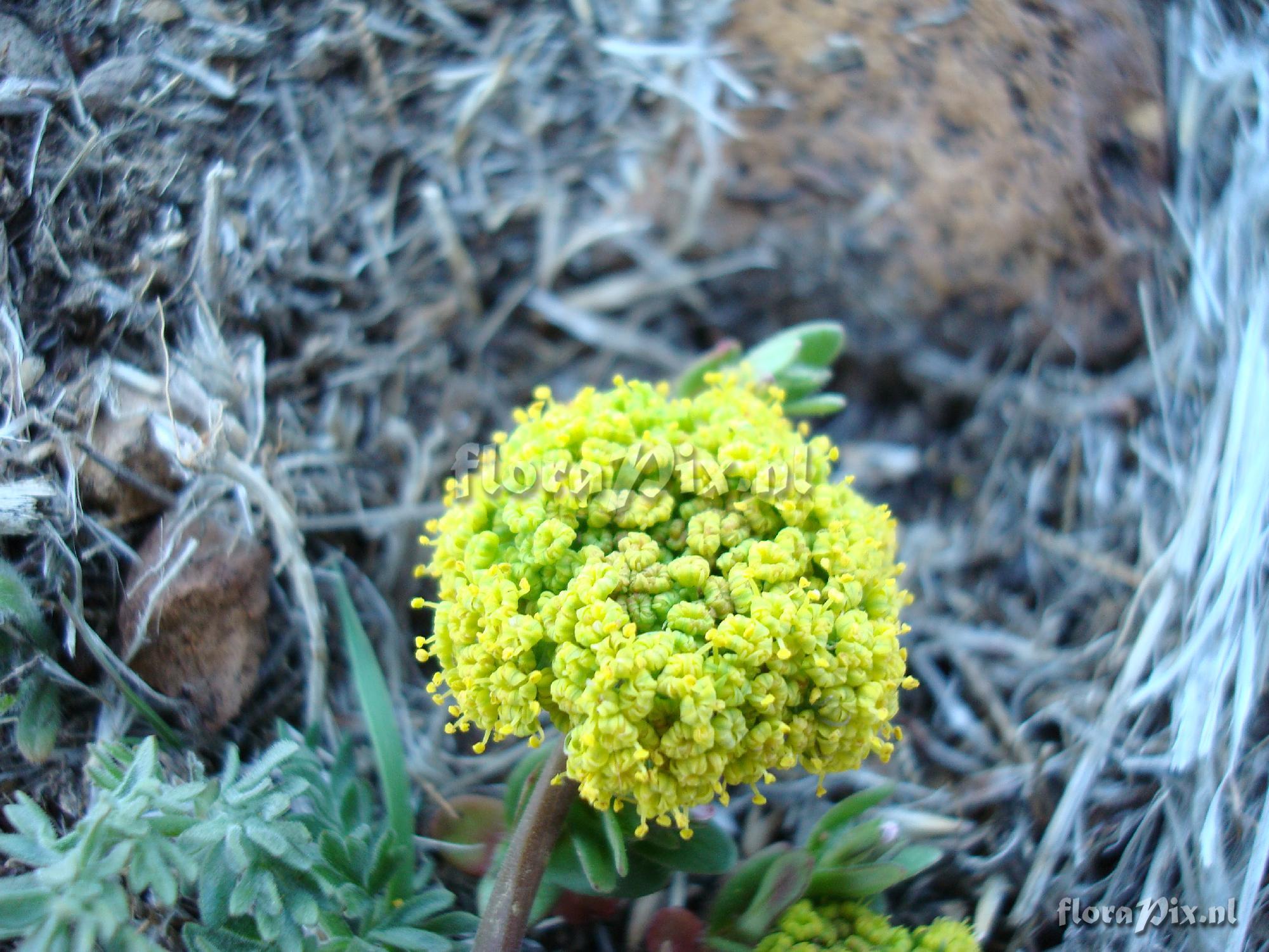 Lomatium nevadense