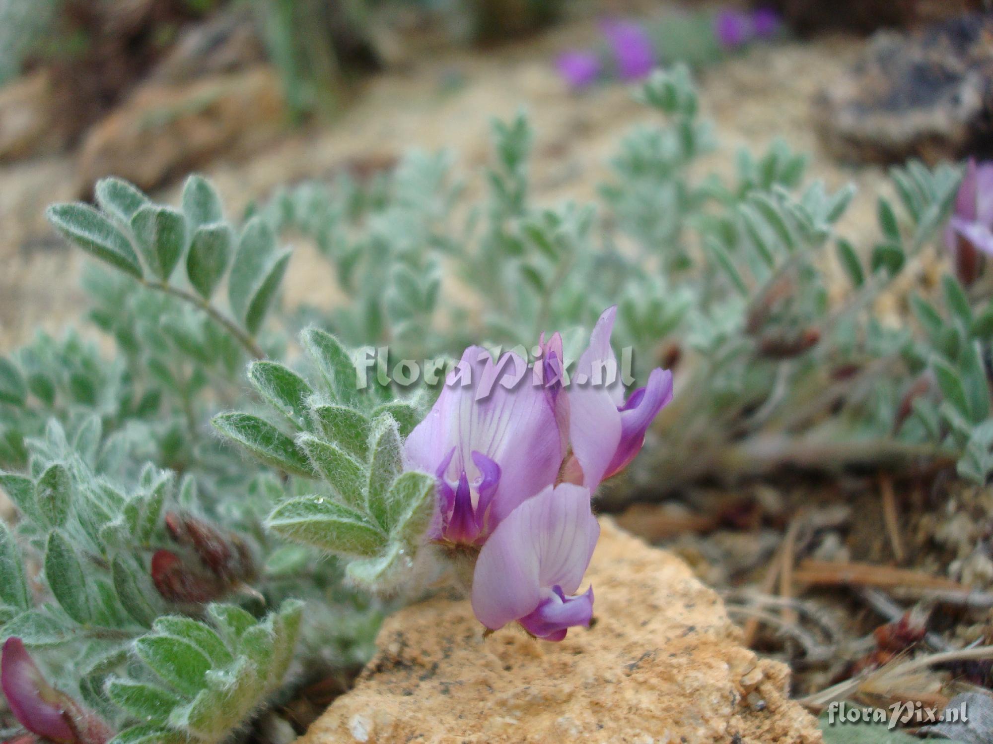 Astragalus purshii