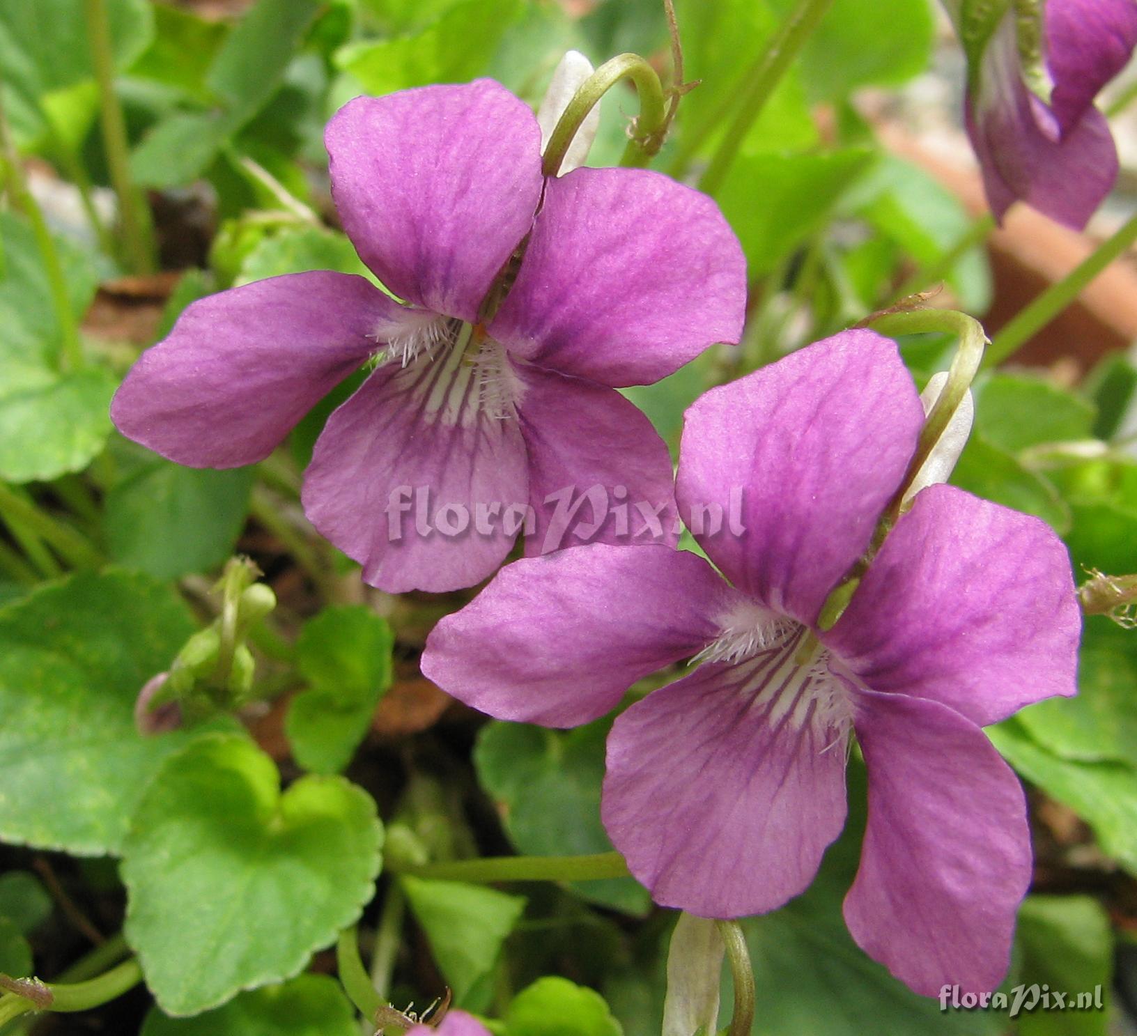 Viola conspersa