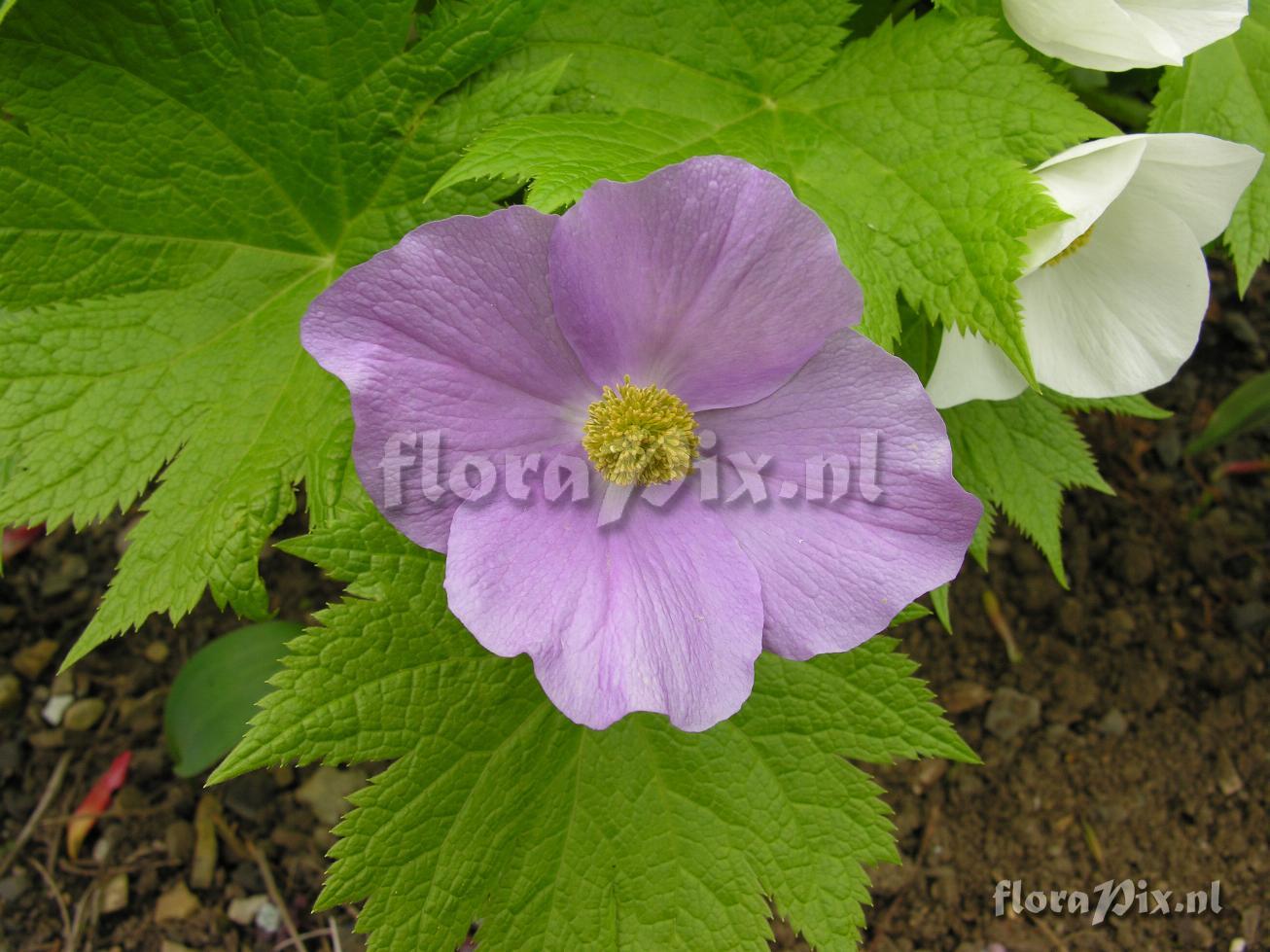 Glaucidium palmatum