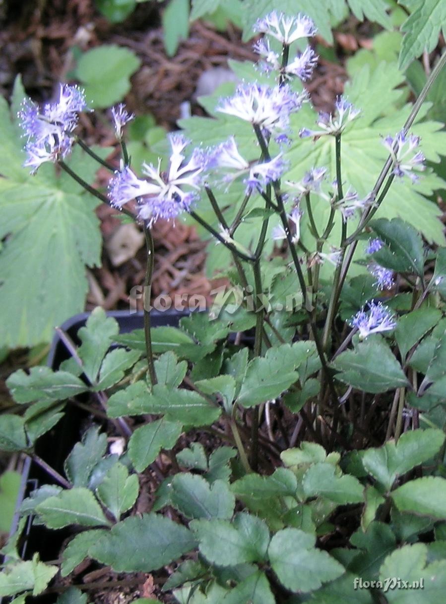 Sanicula caerulescens