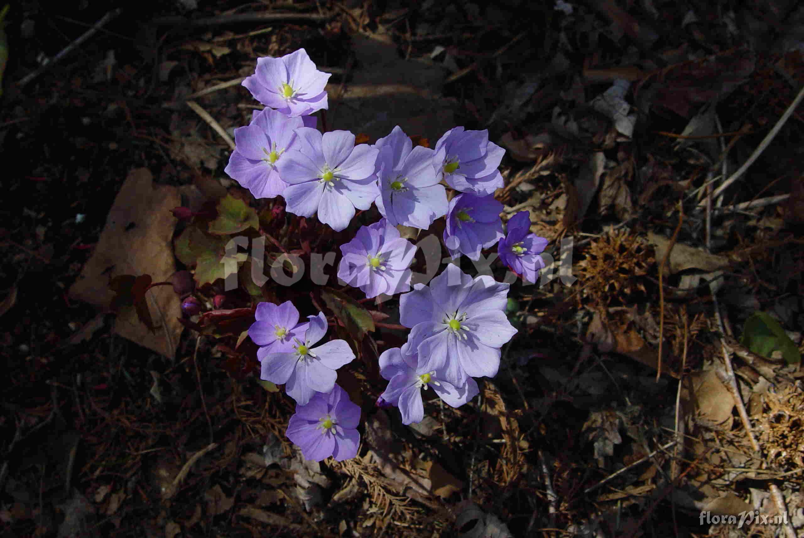 Jeffersonia dubia