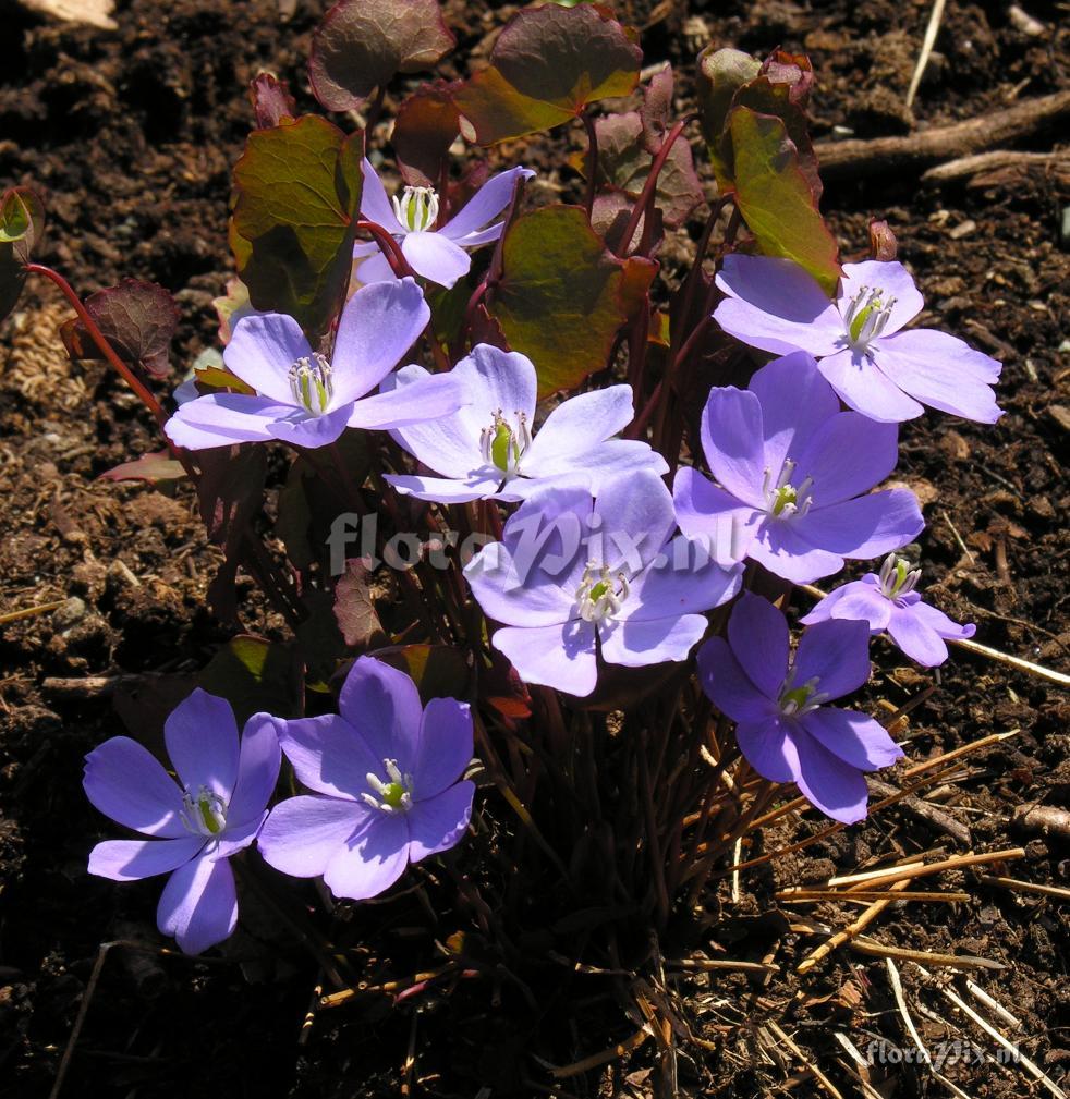 Jeffersonia dubia