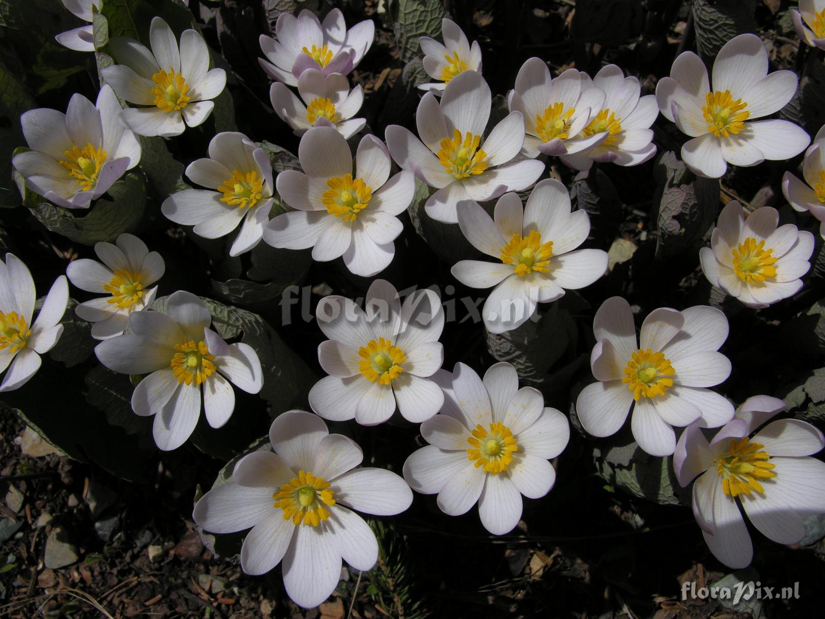 Sanguinaria canadensis