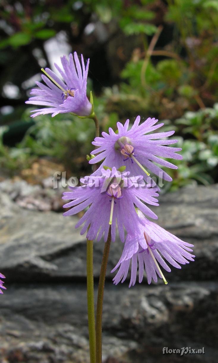 Soldanella alpina