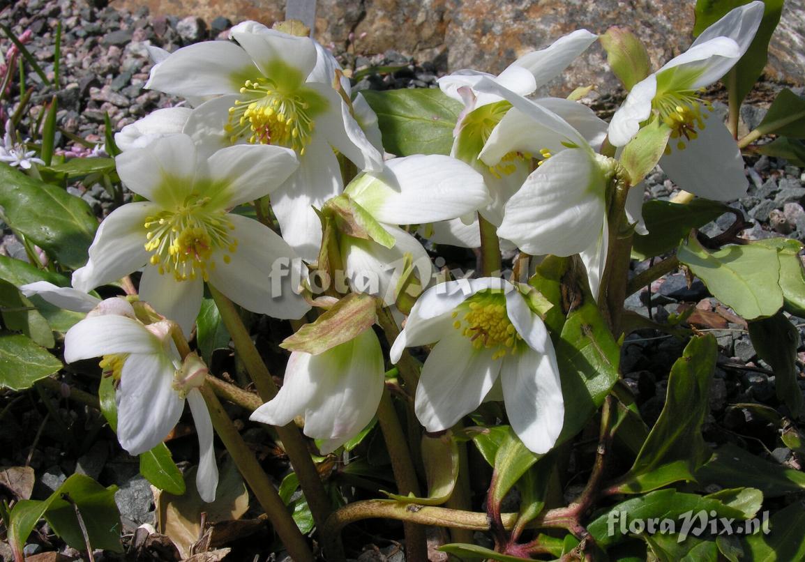 Helleborus niger