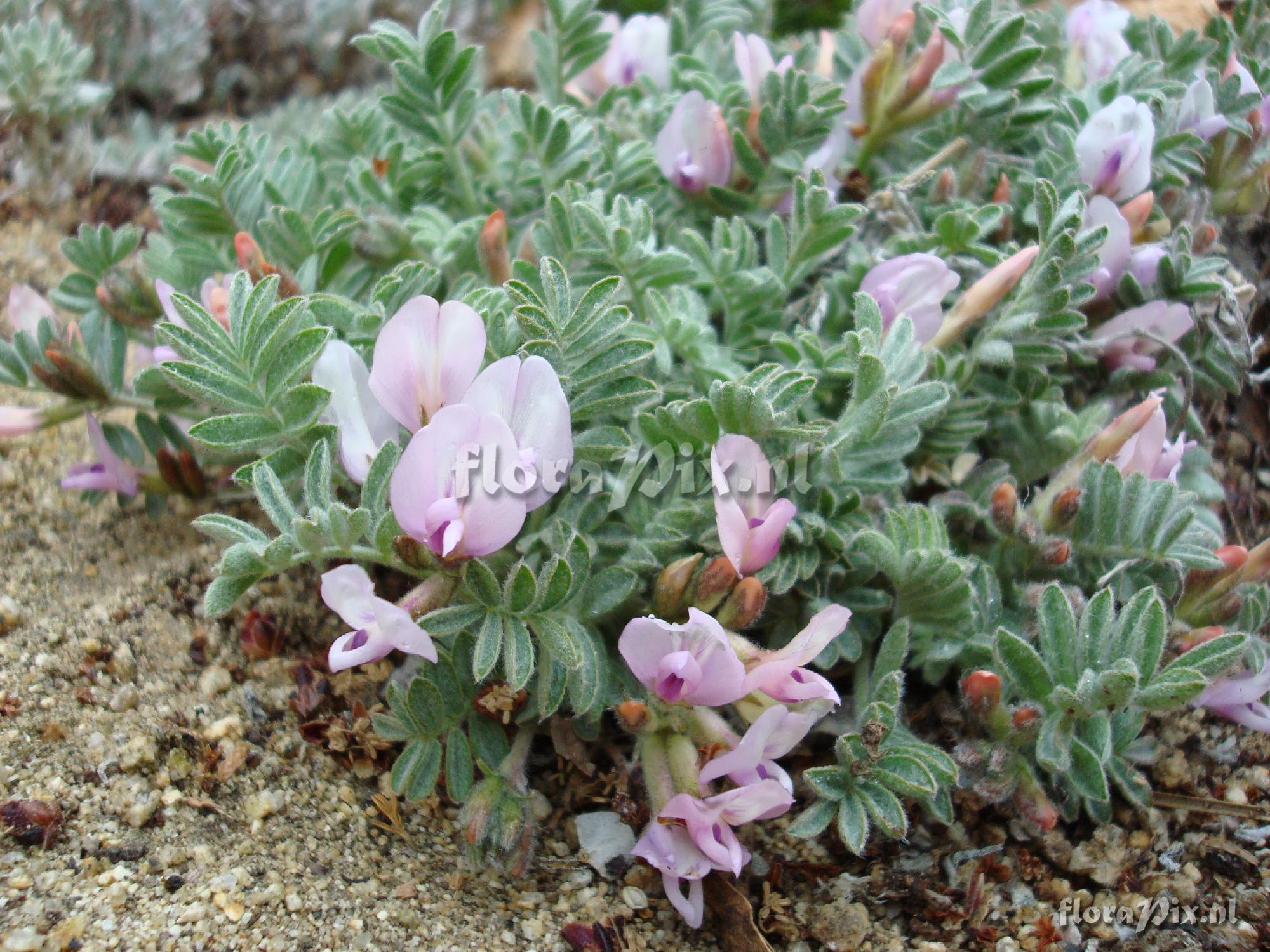 Astragalus purshii