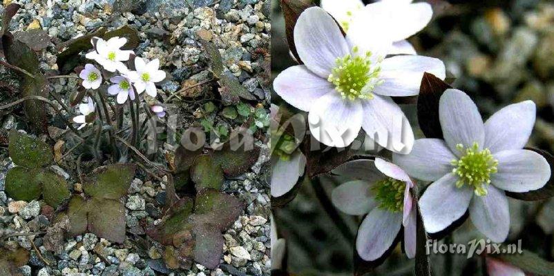 Hepatica acutiloba