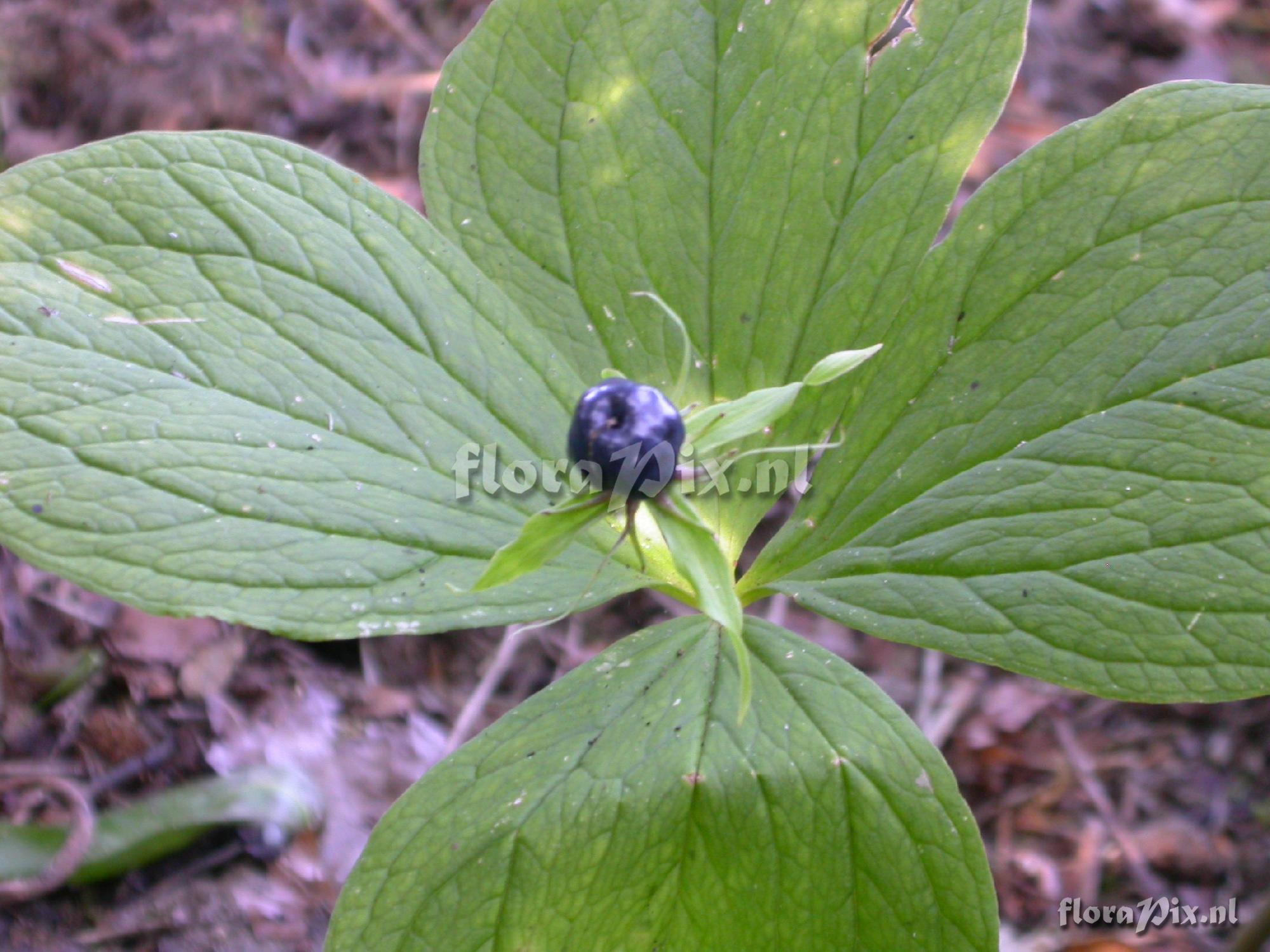 Paris quadrifolia ( berry )