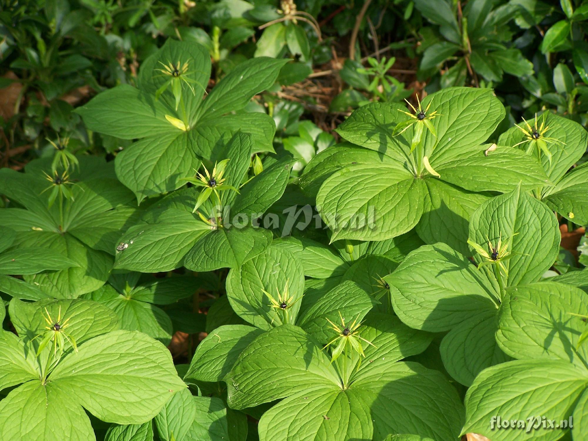 Paris quadrifolia