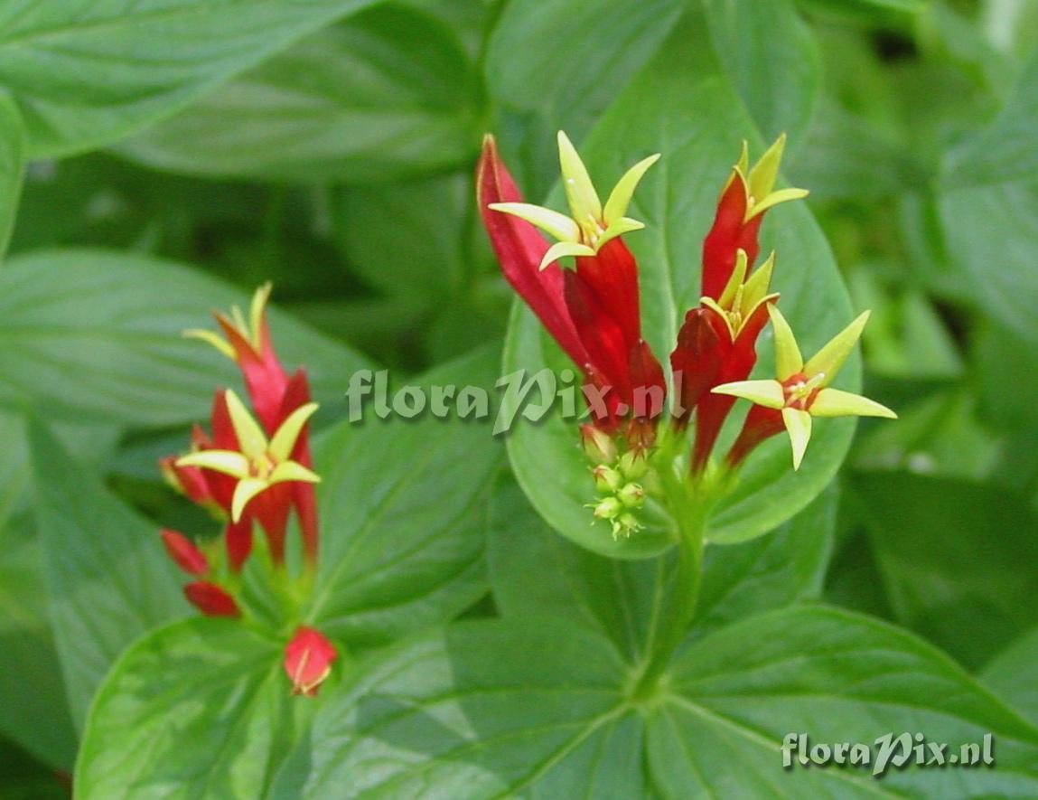 Spigelia marilandica