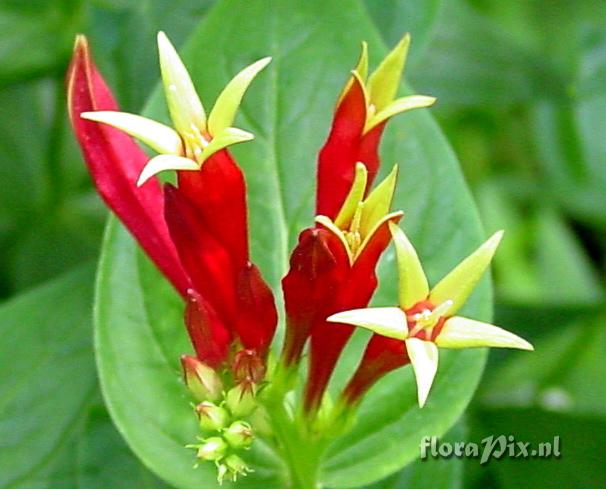 Spigelia marilandica