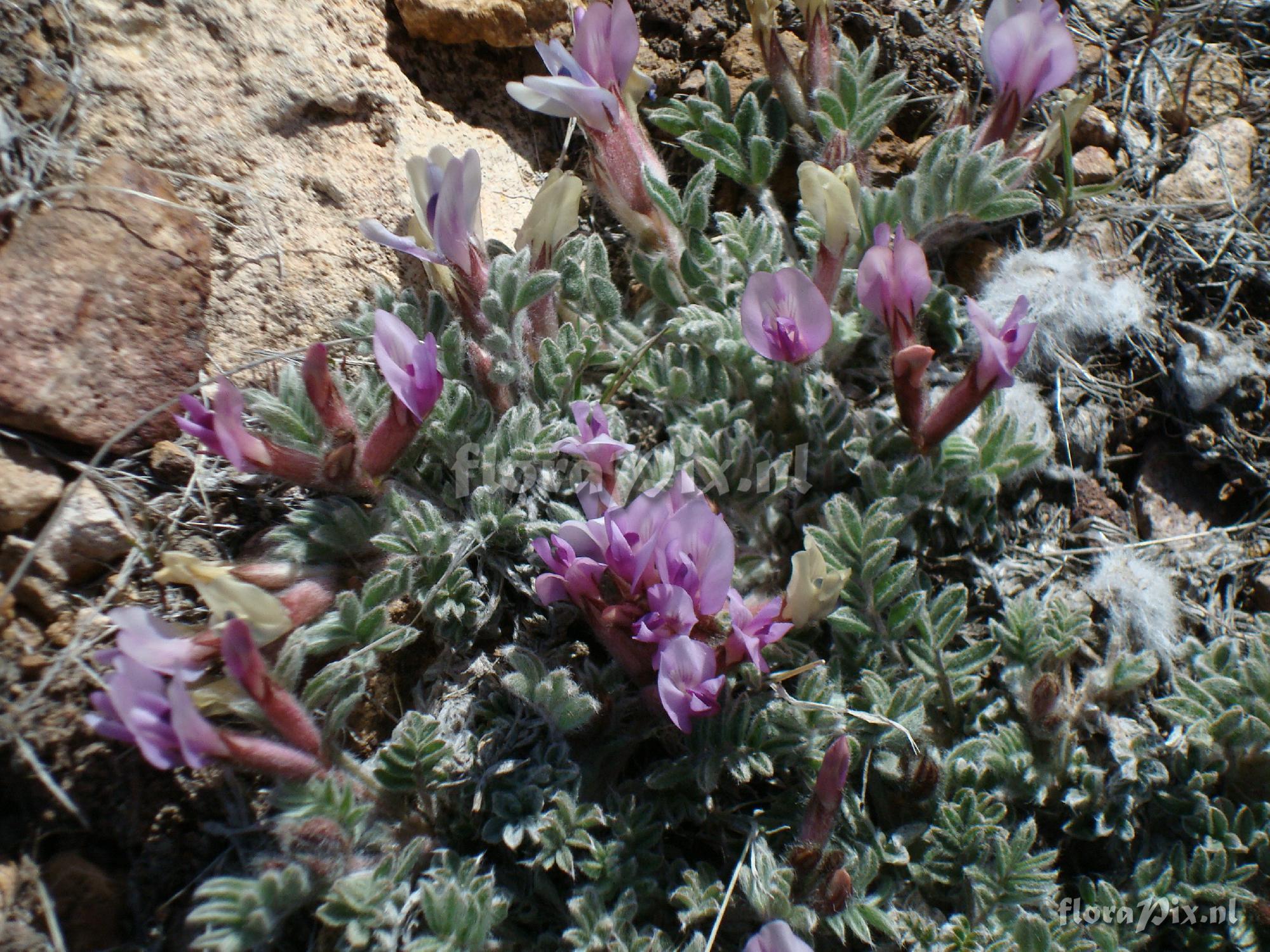 Astragalus purshii