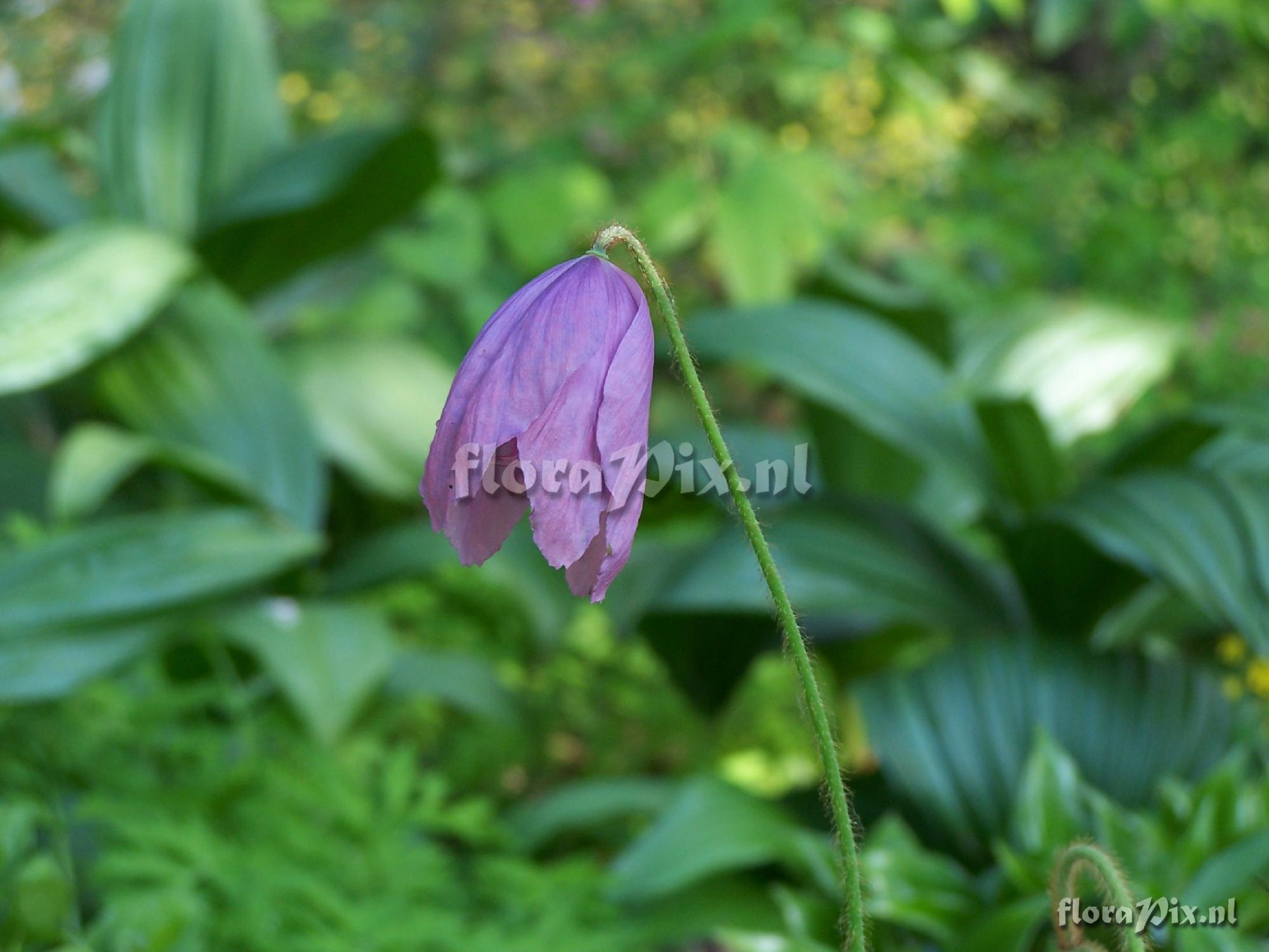 Meconopsis cookei