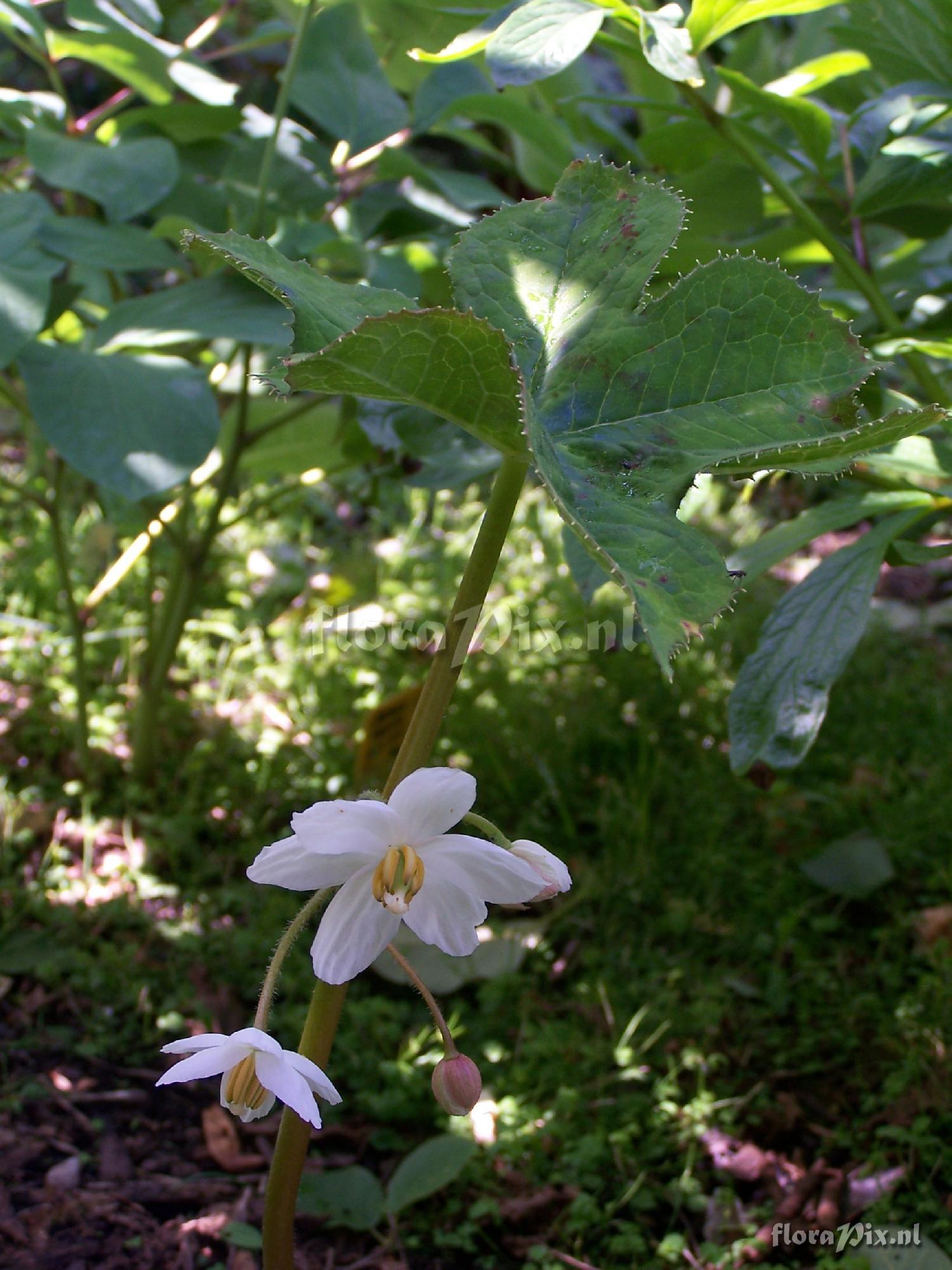 Podophyllum aurantiocaule