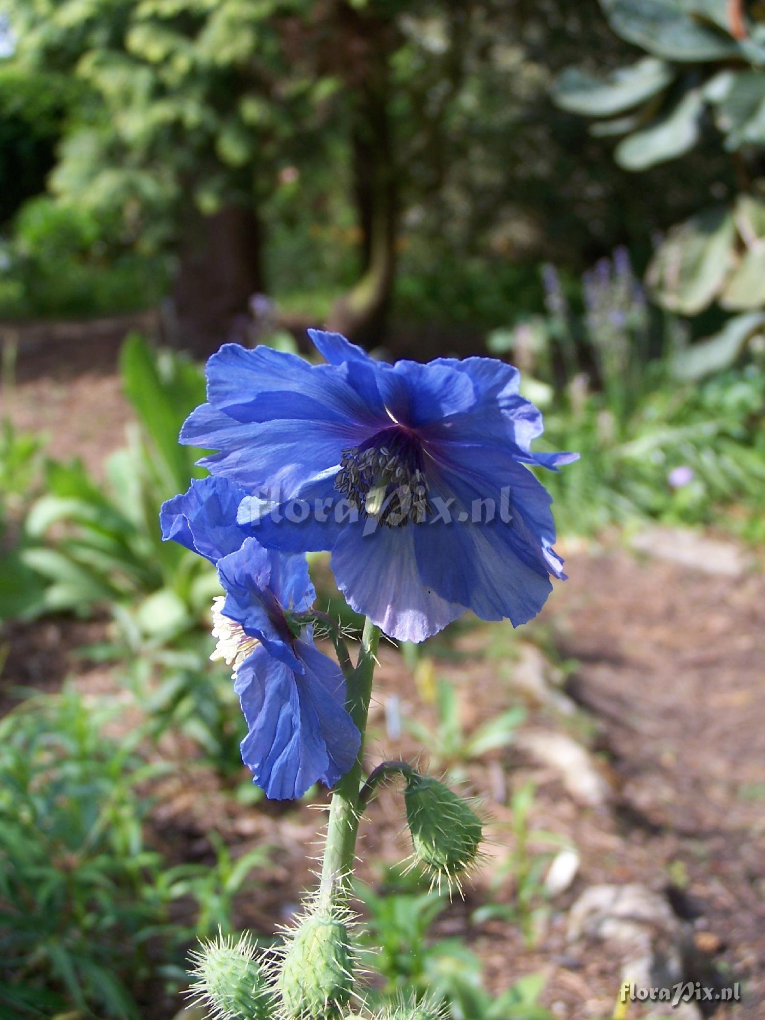 Meconopsis horridula