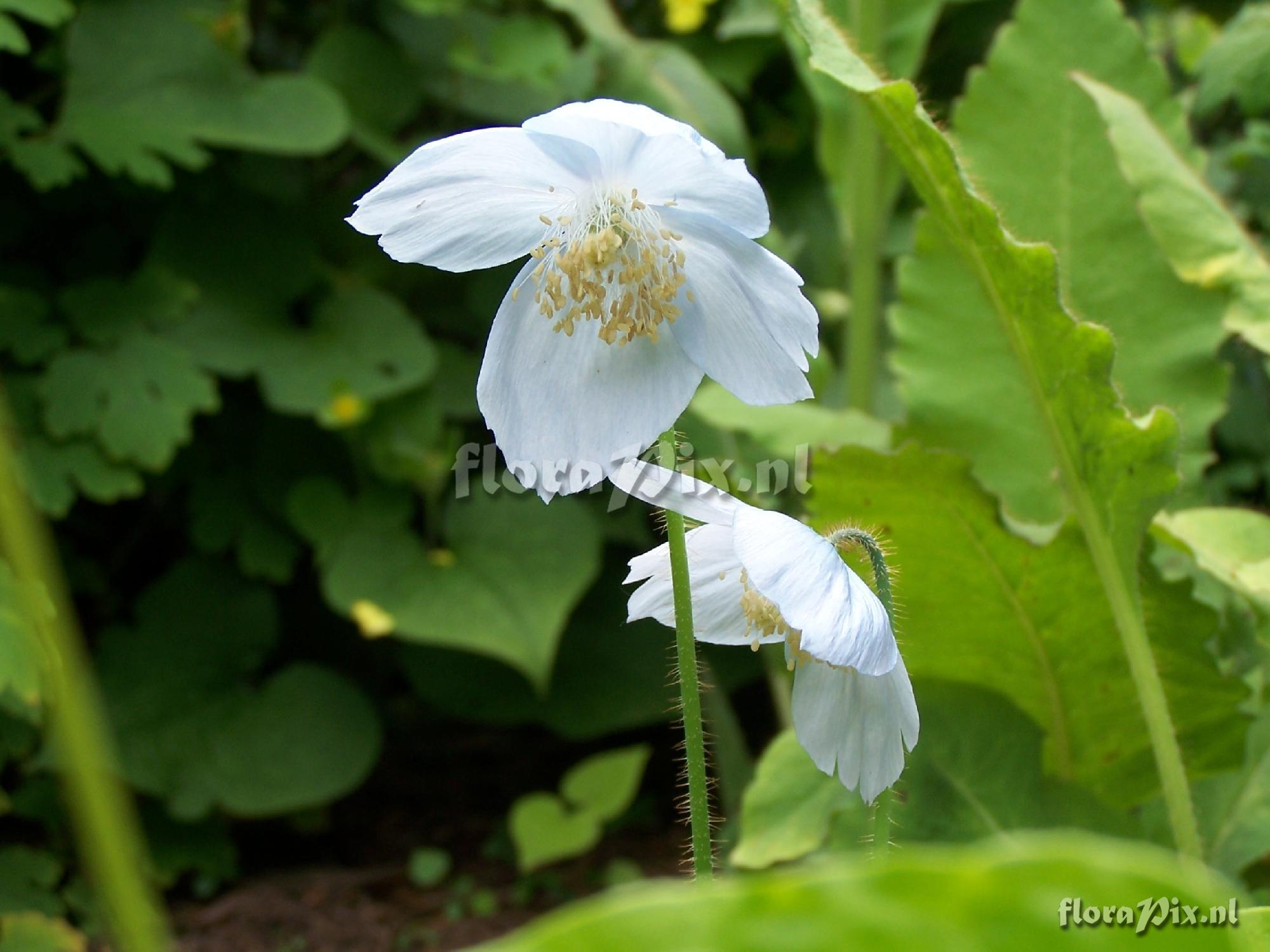 Meconopsis quintuplinervia x betonicifolia hybrid