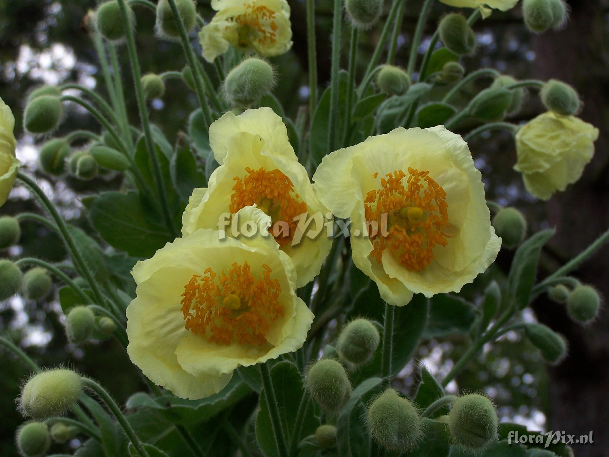 Meconopsis napaulensis hybrid