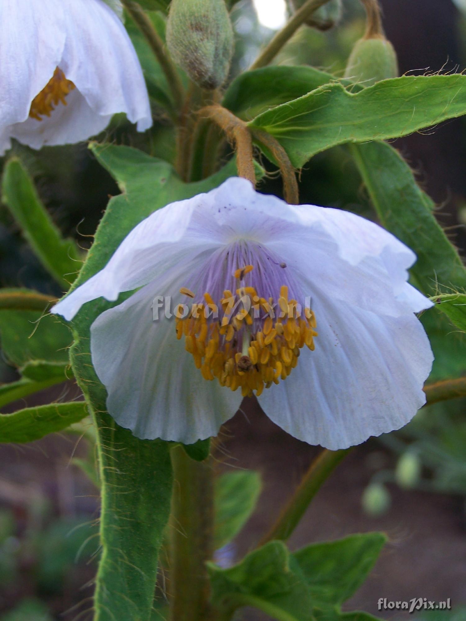 Meconopsis wallichii