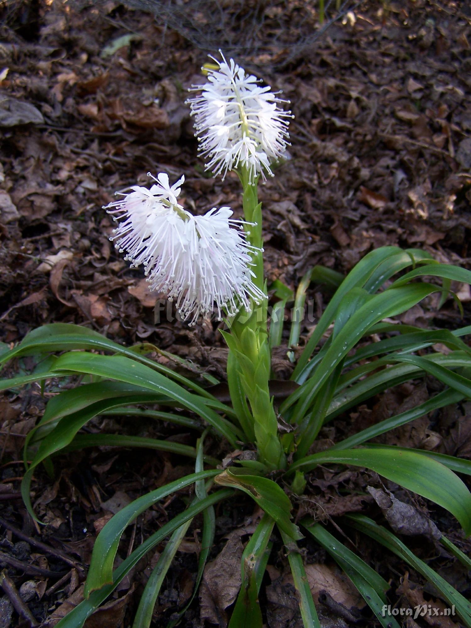 Ypsilandra thibetica