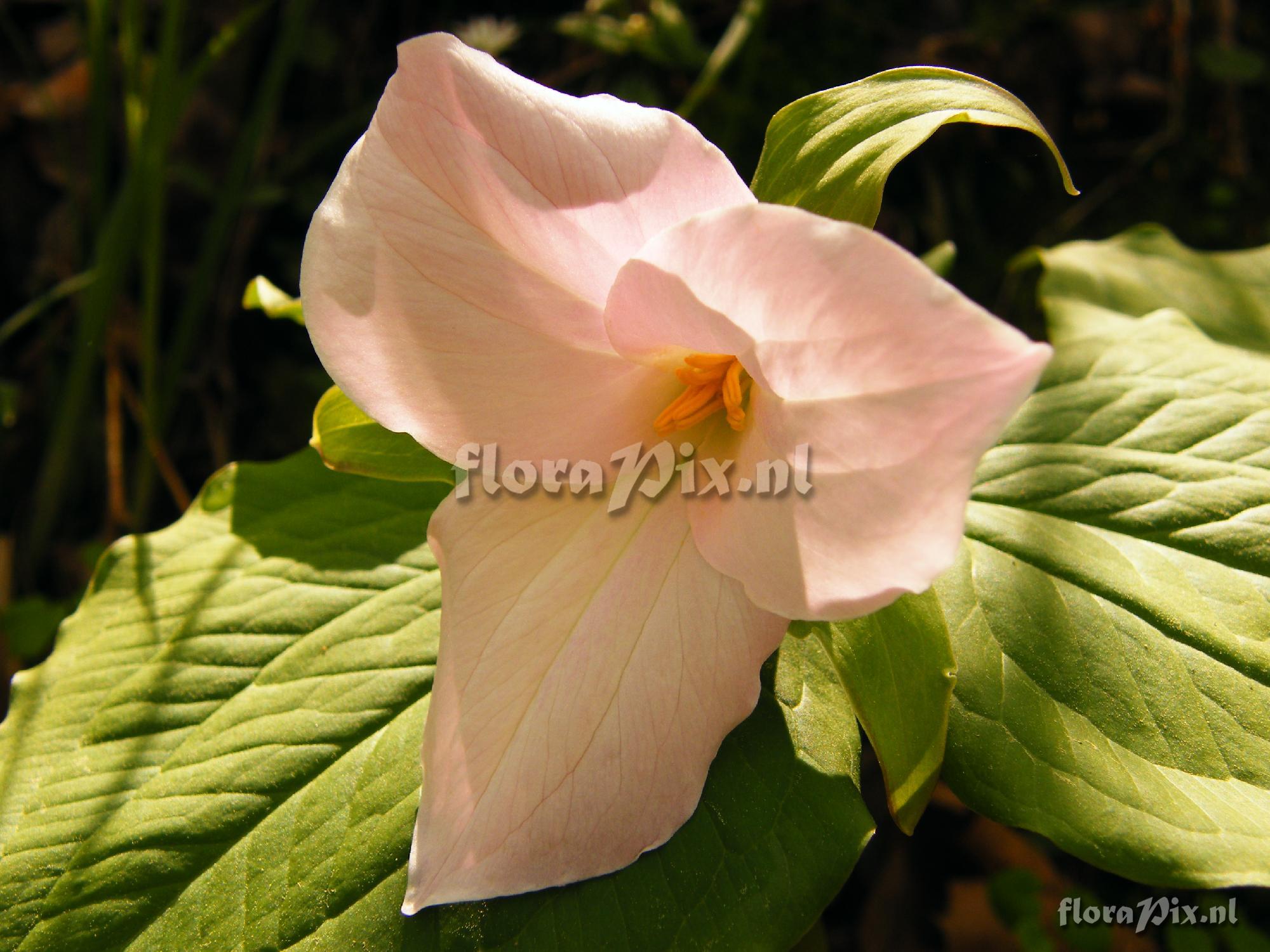 Trillium grandiflorum