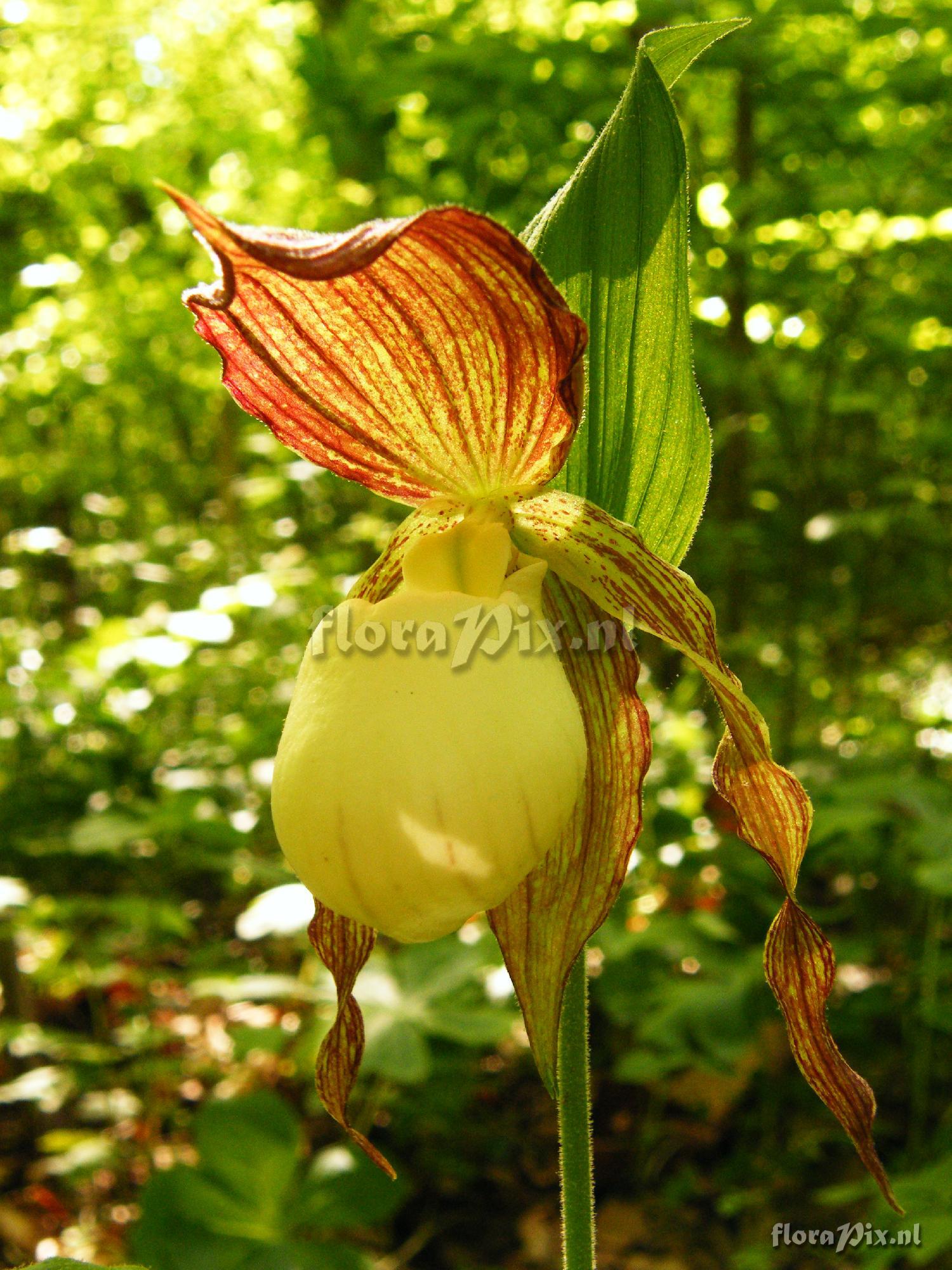 Cypripedium kentuckiense