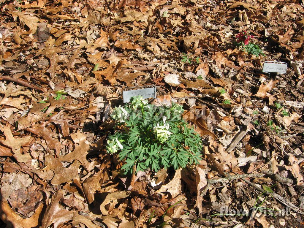 Corydalis solida 