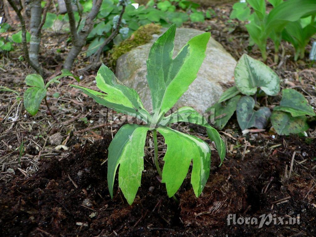 Syneilesis palmata form Shishiba