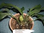 Scadoxus membranaceus