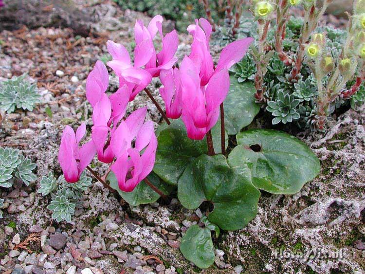 Cyclamen repandum