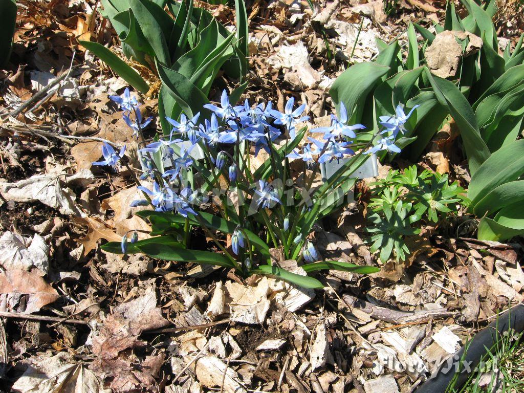 Scilla rosenii Bakuriani