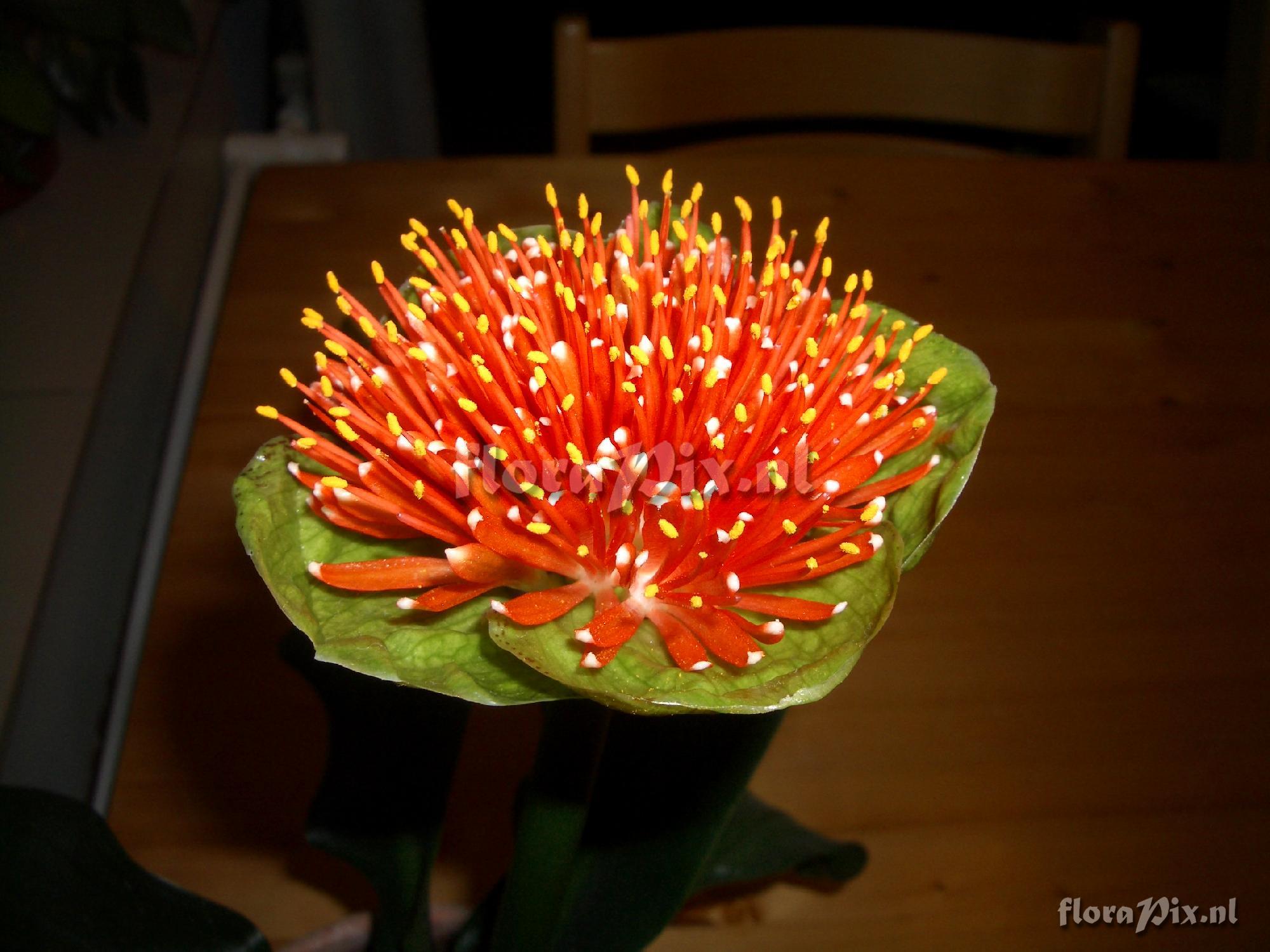 Scadoxus membranaceus