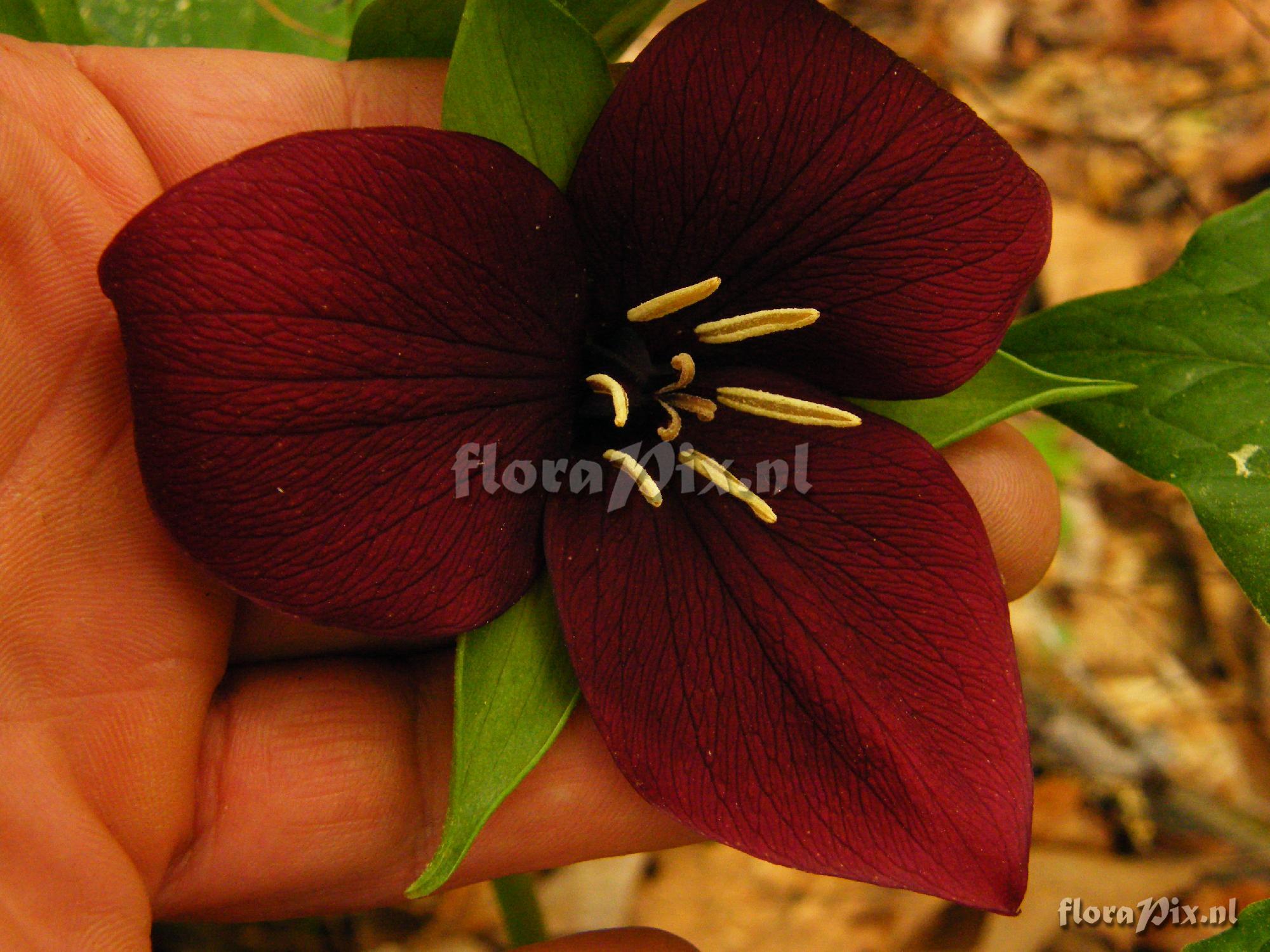 Trillium vaseyi