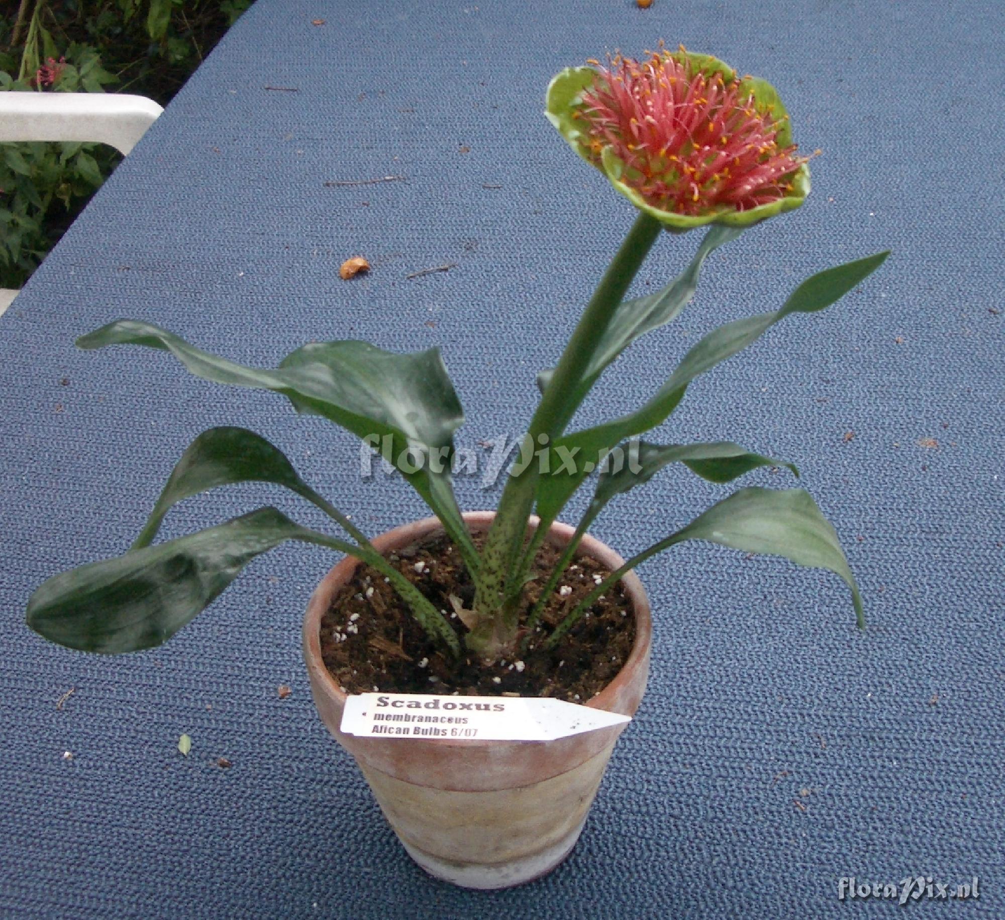 Scadoxus membranaceus