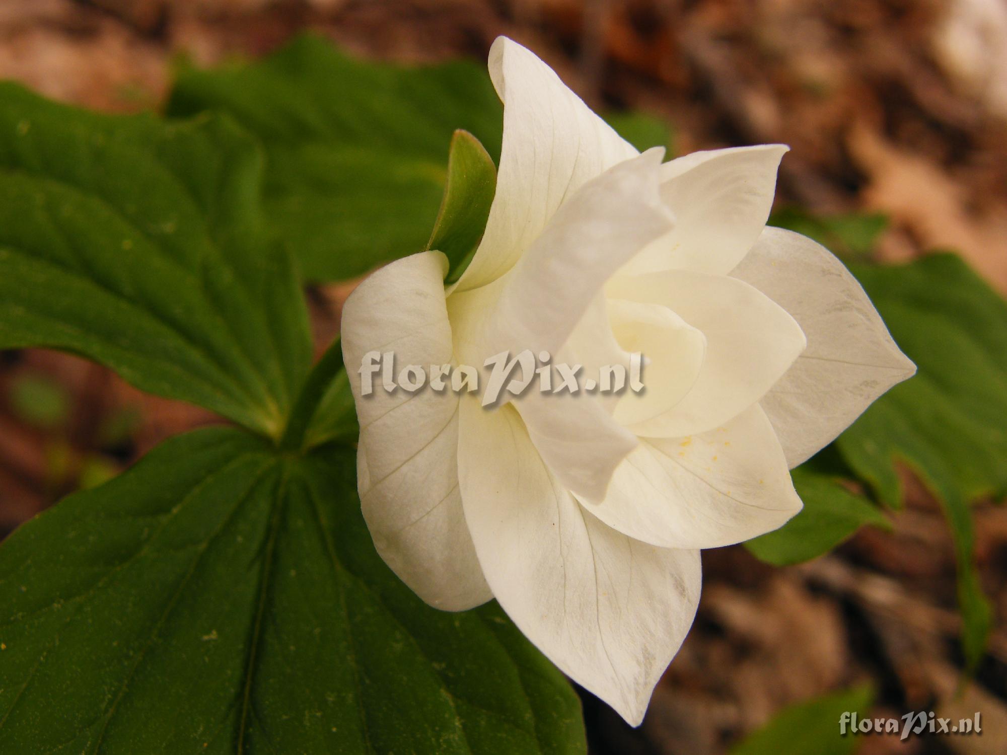 Trillium grandiflorum