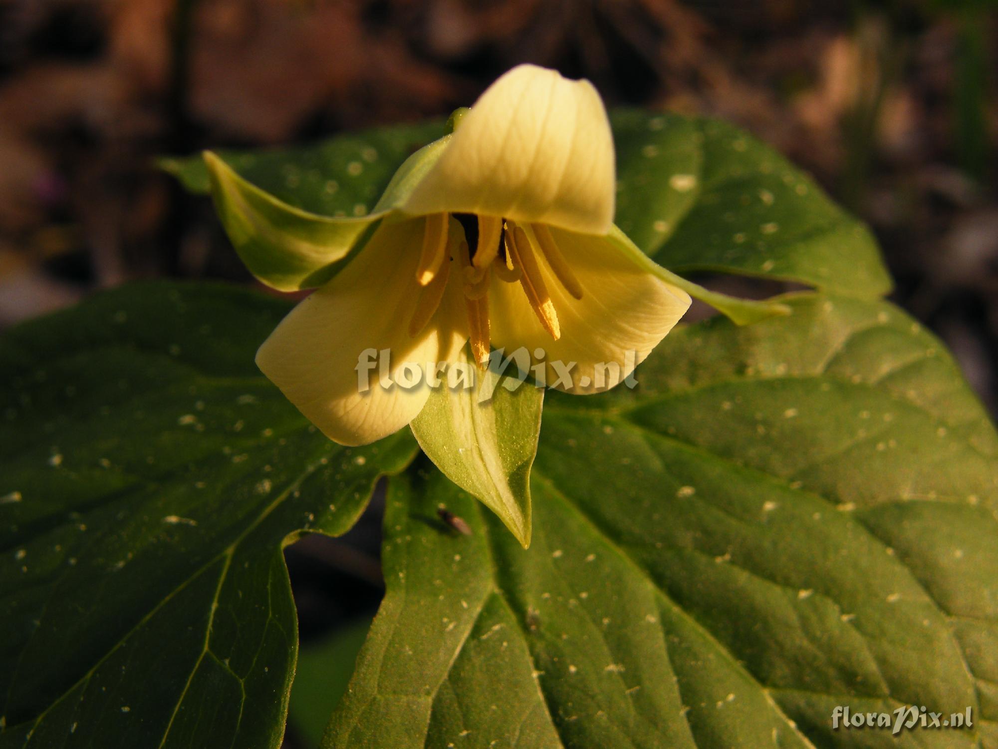 Trillium sulcatum f. luteum