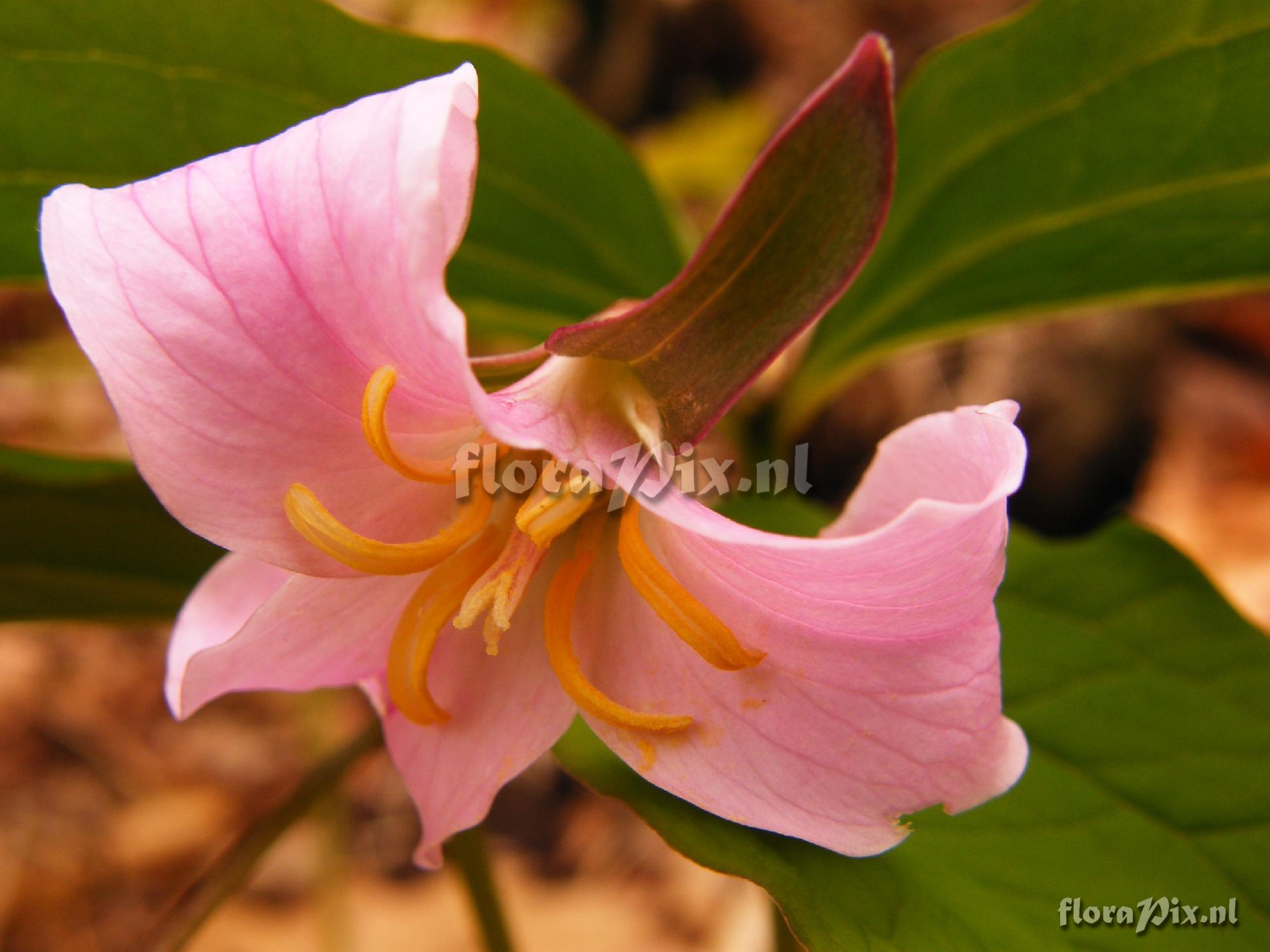 Trillium catesbyi