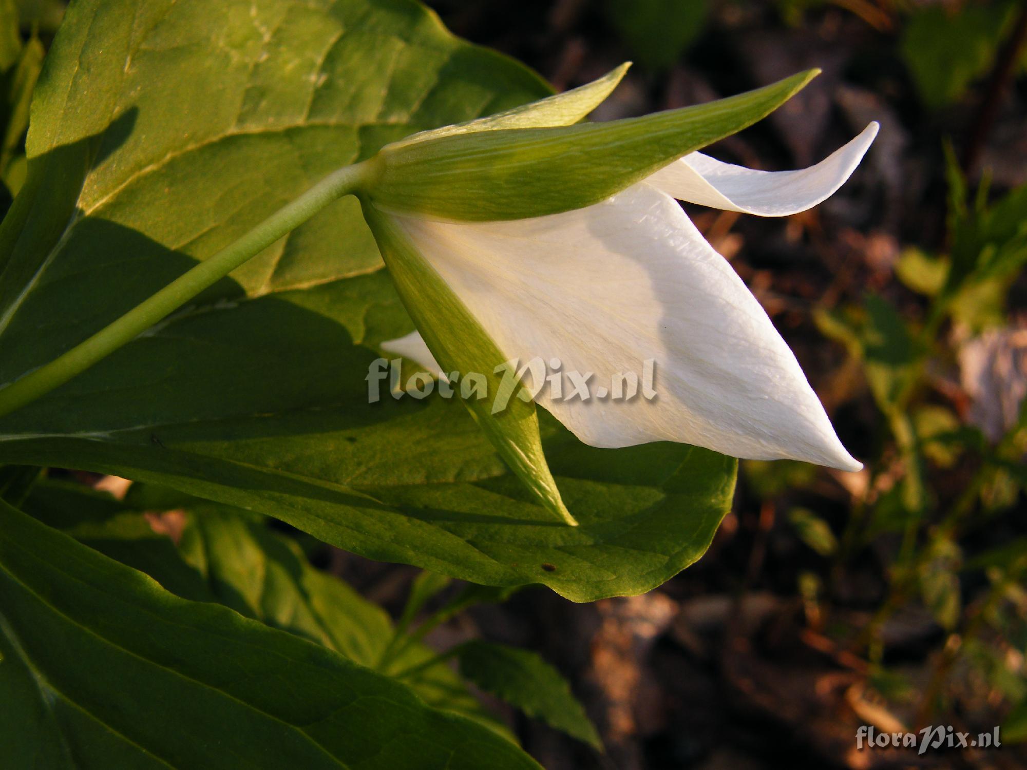 Trillium simile