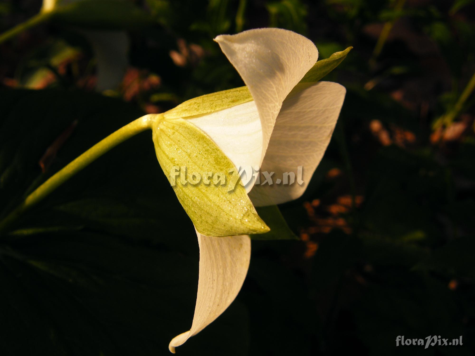 Trillium simile