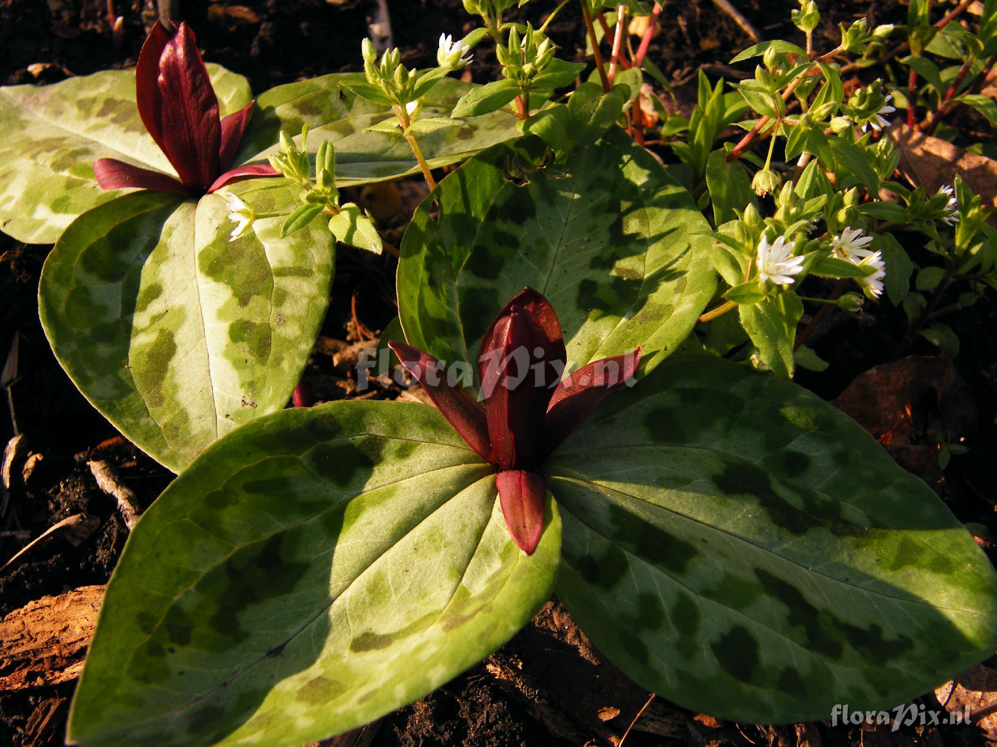 Trillium reliquum