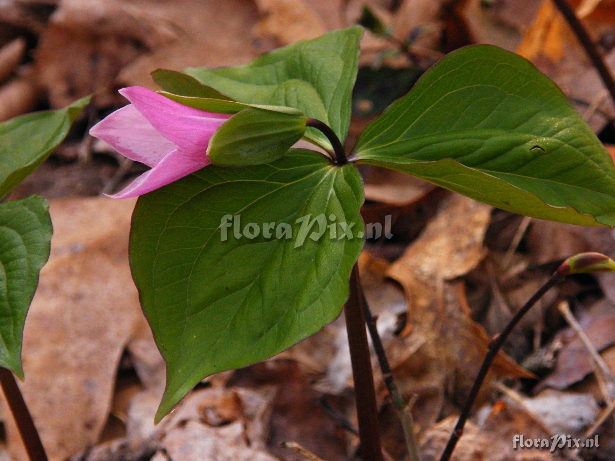 Trillium grandiflorum f. roseum