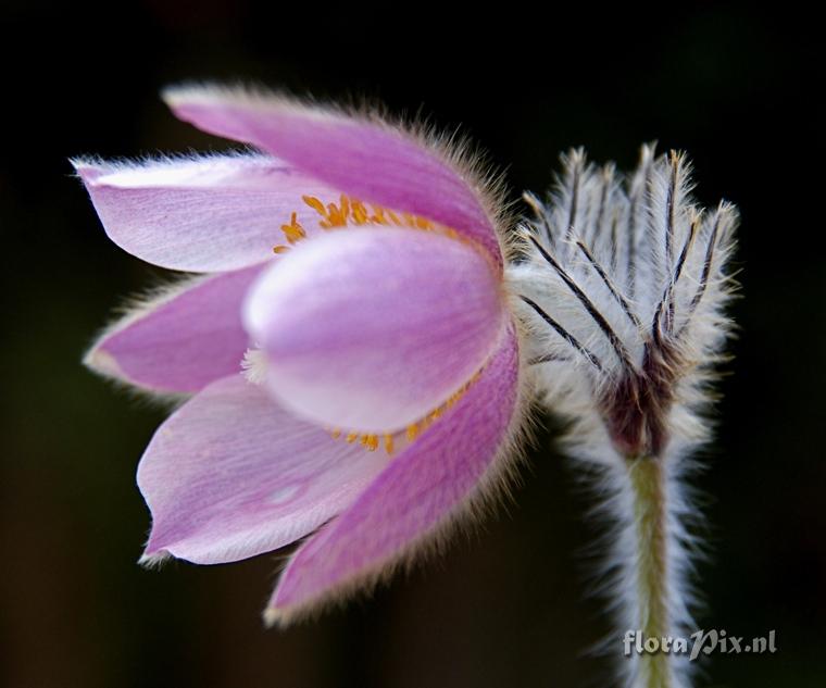 Pulsatilla vernalis