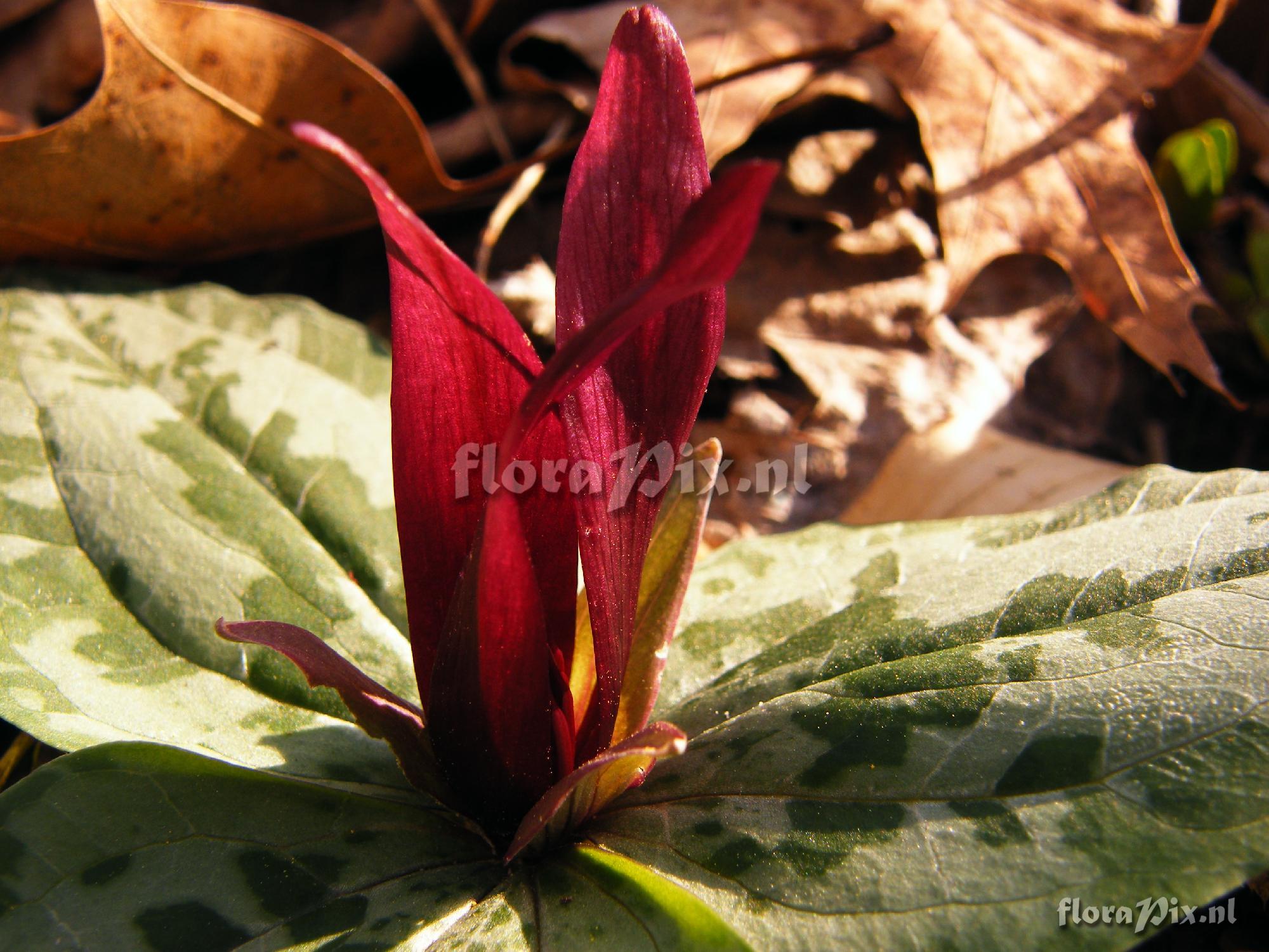 Trillium decumbens