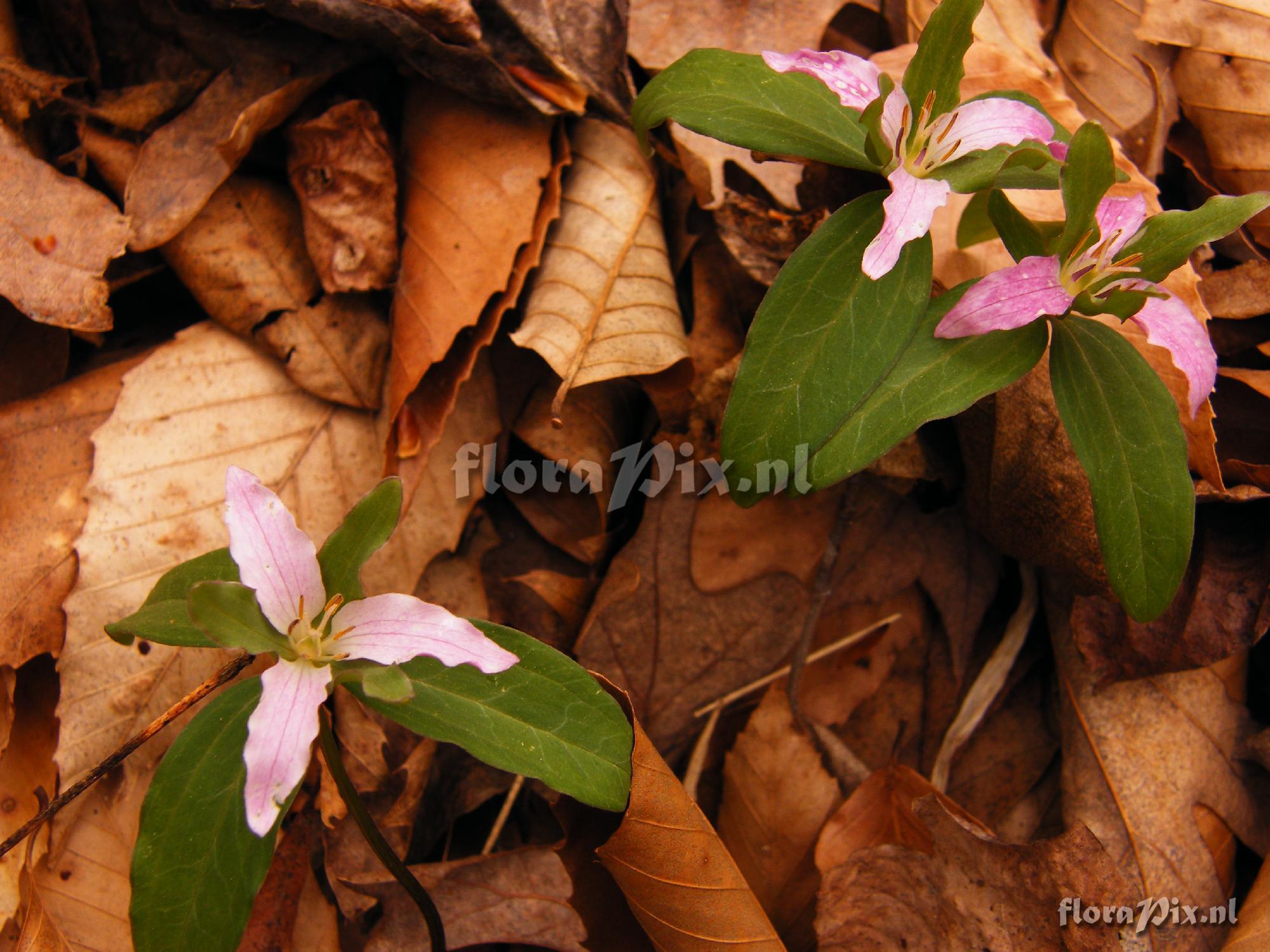 Trillium pusillum v. virginicum