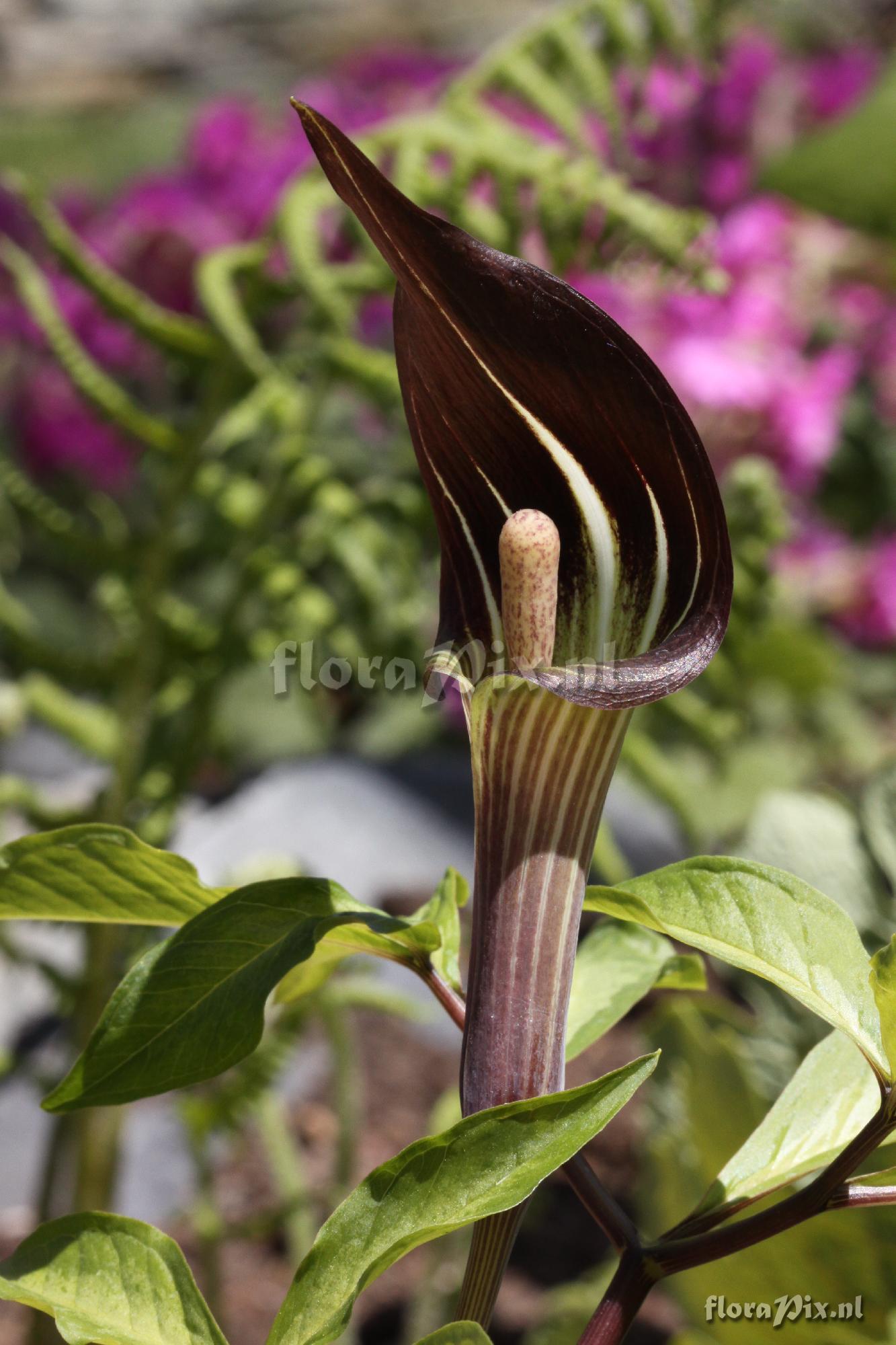 Arisaema serratum var. serratum 