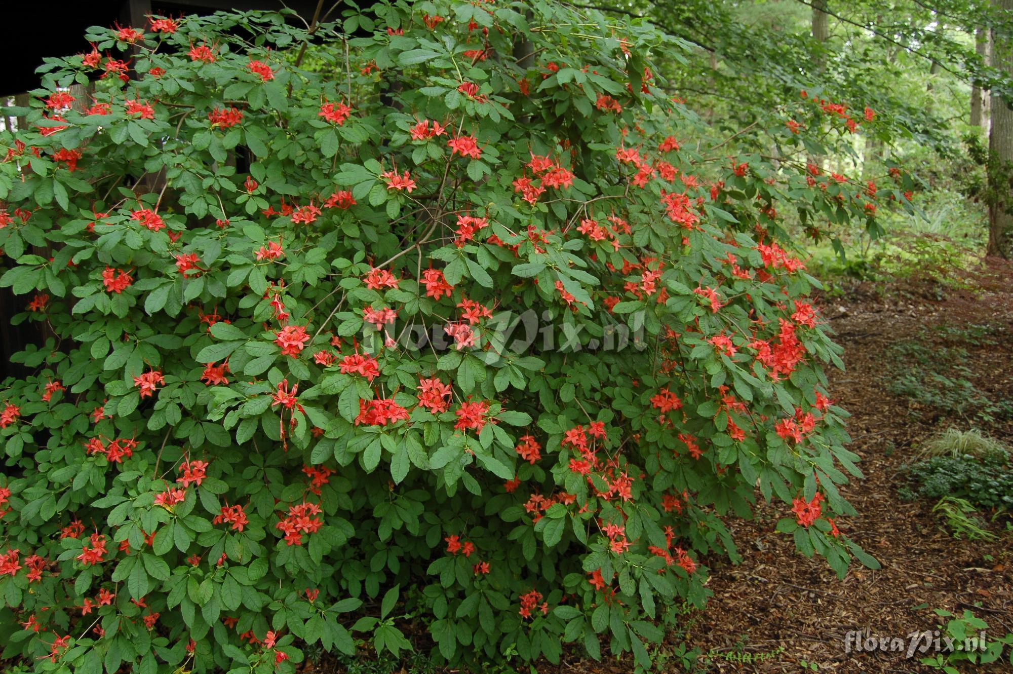 Rhododendron prunifolium